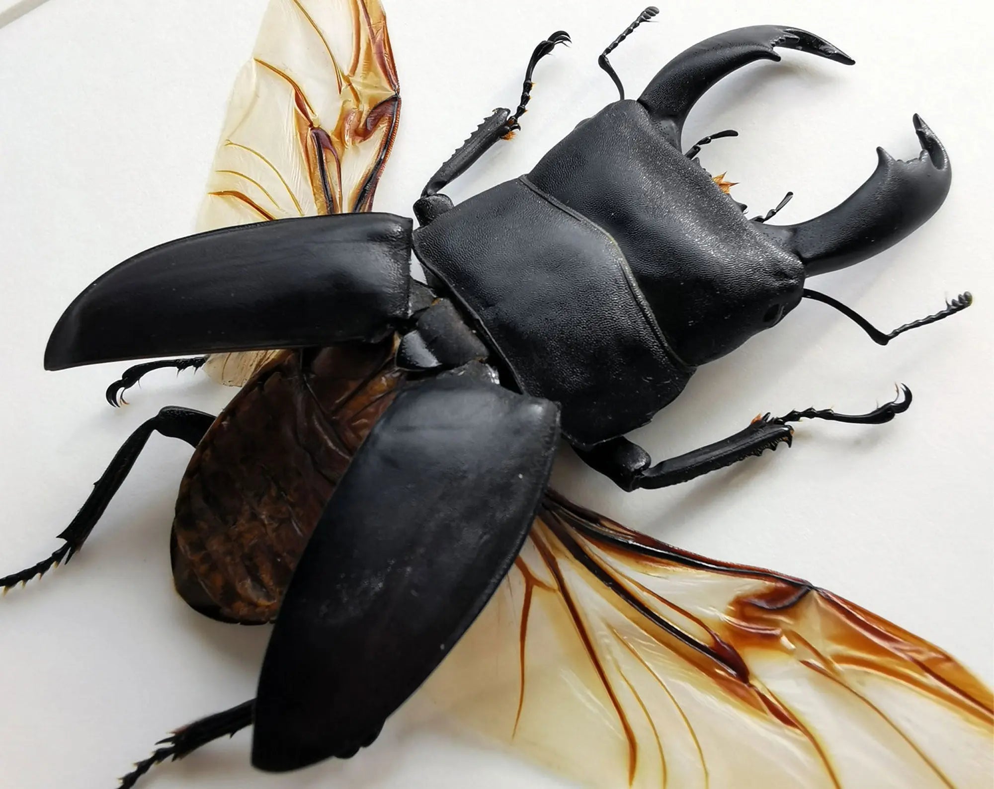 Dorcus titanus ♂  Käfer InsectArt Käfer