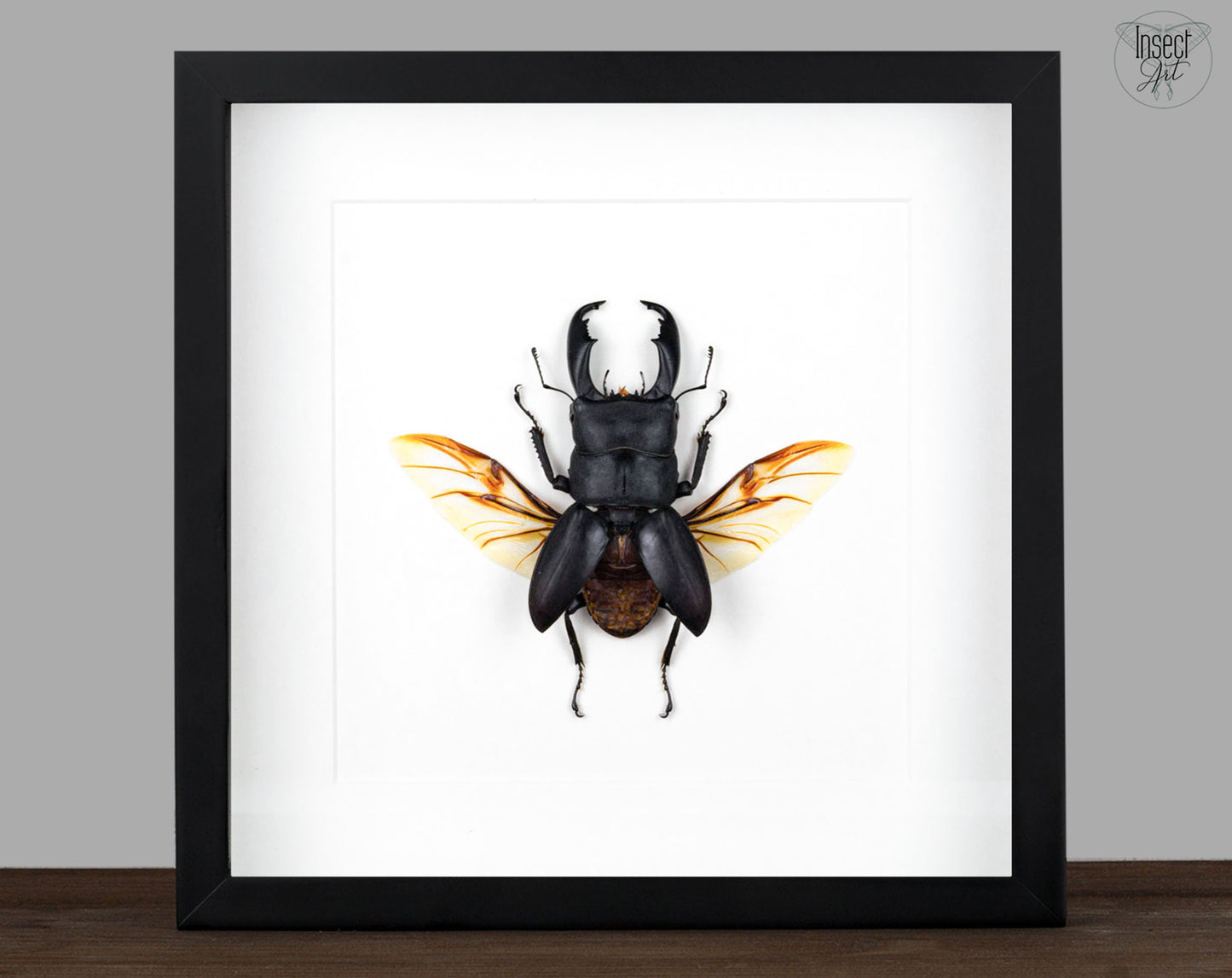 Dorcus titanus ♂
