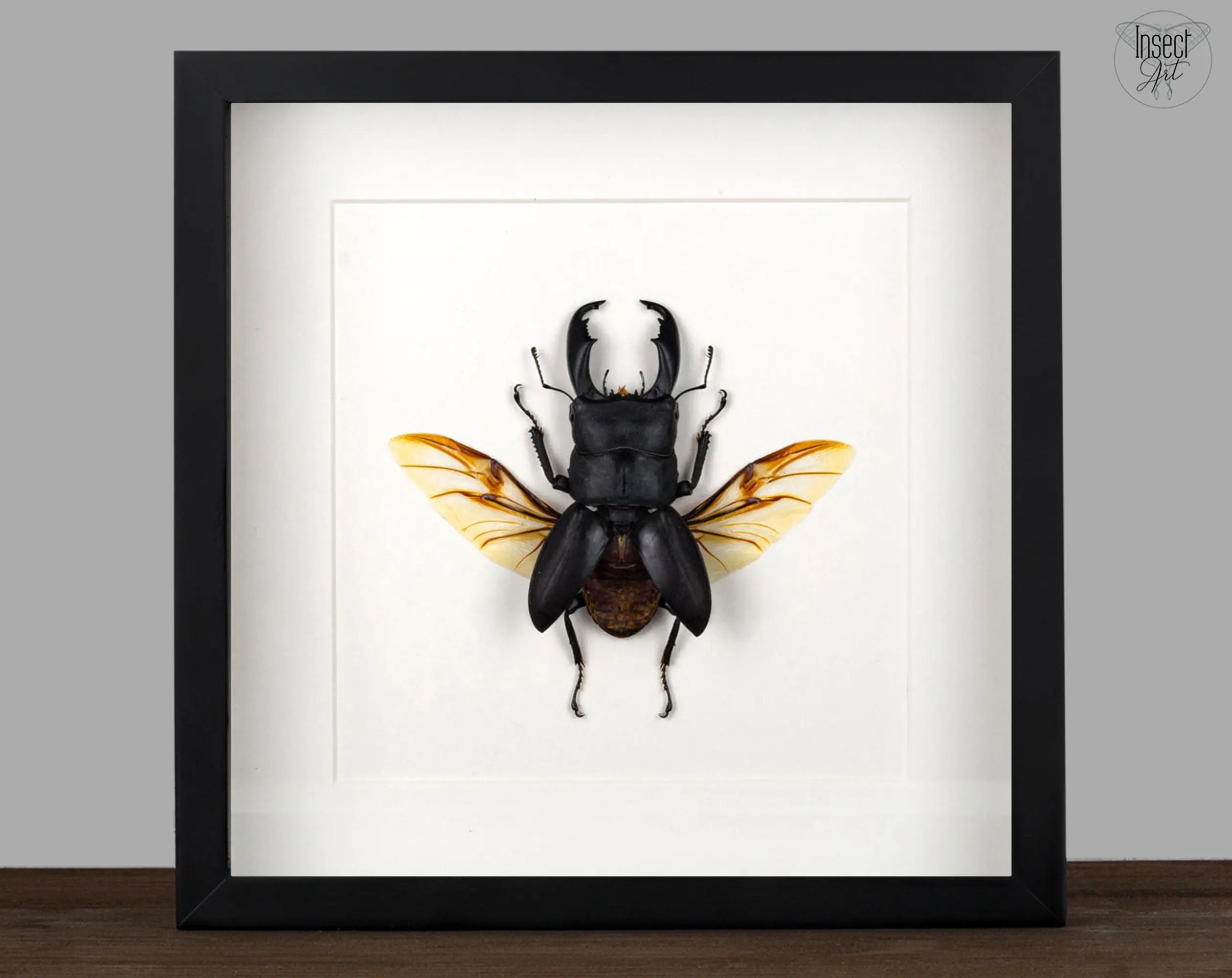 Dorcus titanus ♂  Käfer InsectArt Käfer