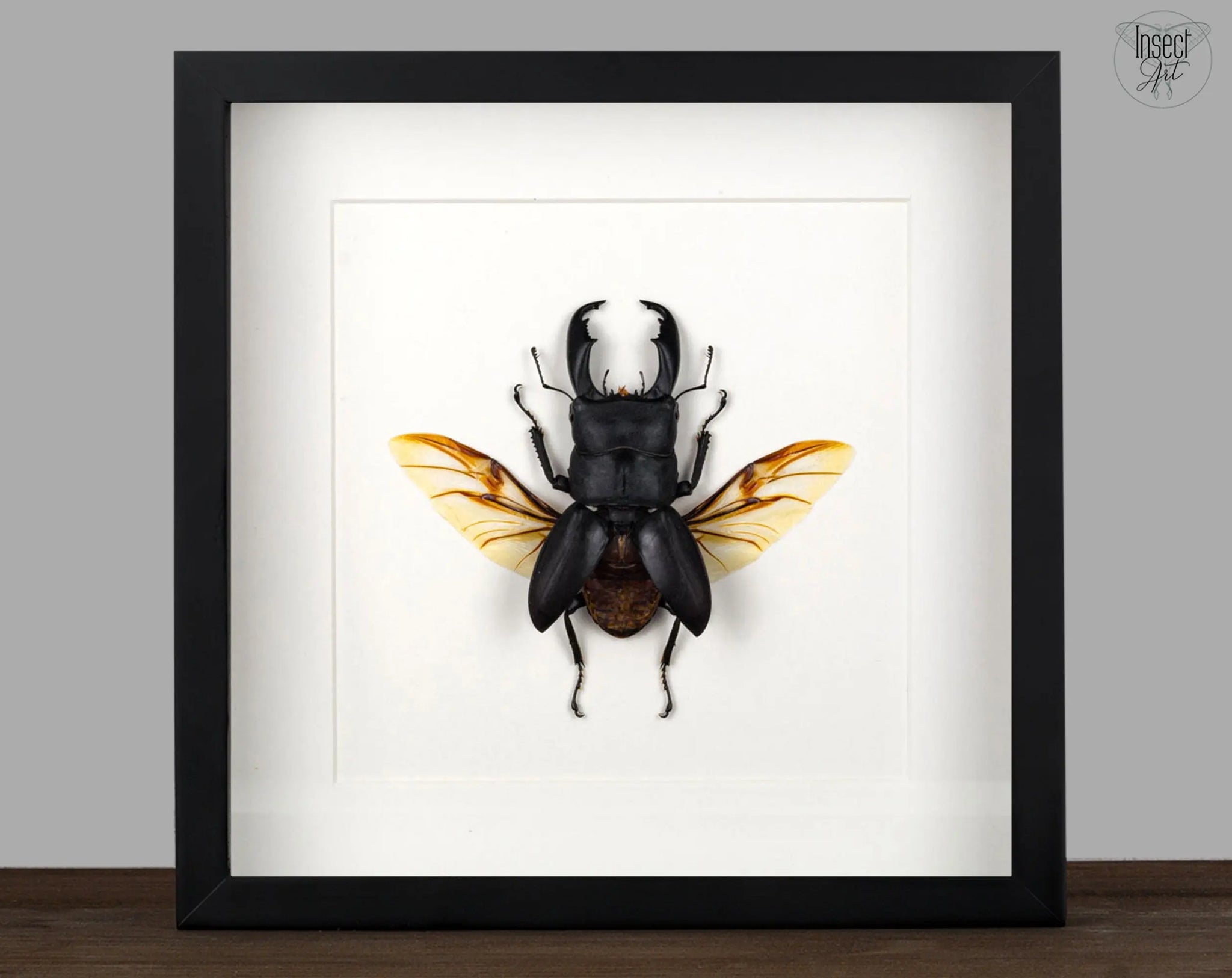 Dorcus titanus ♂  Käfer InsectArt Käfer
