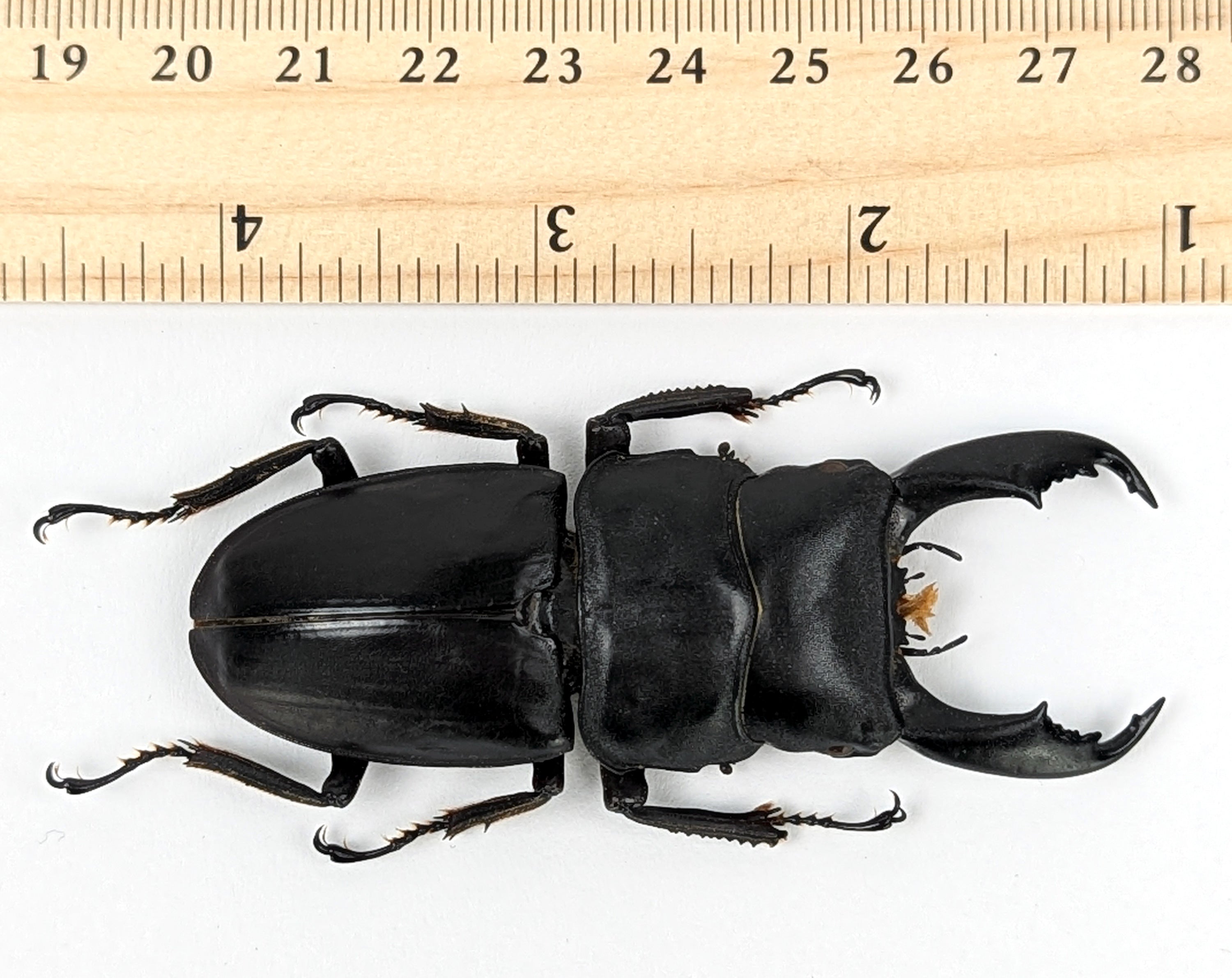 Dorcus titanus ♂  Käfer InsectArt