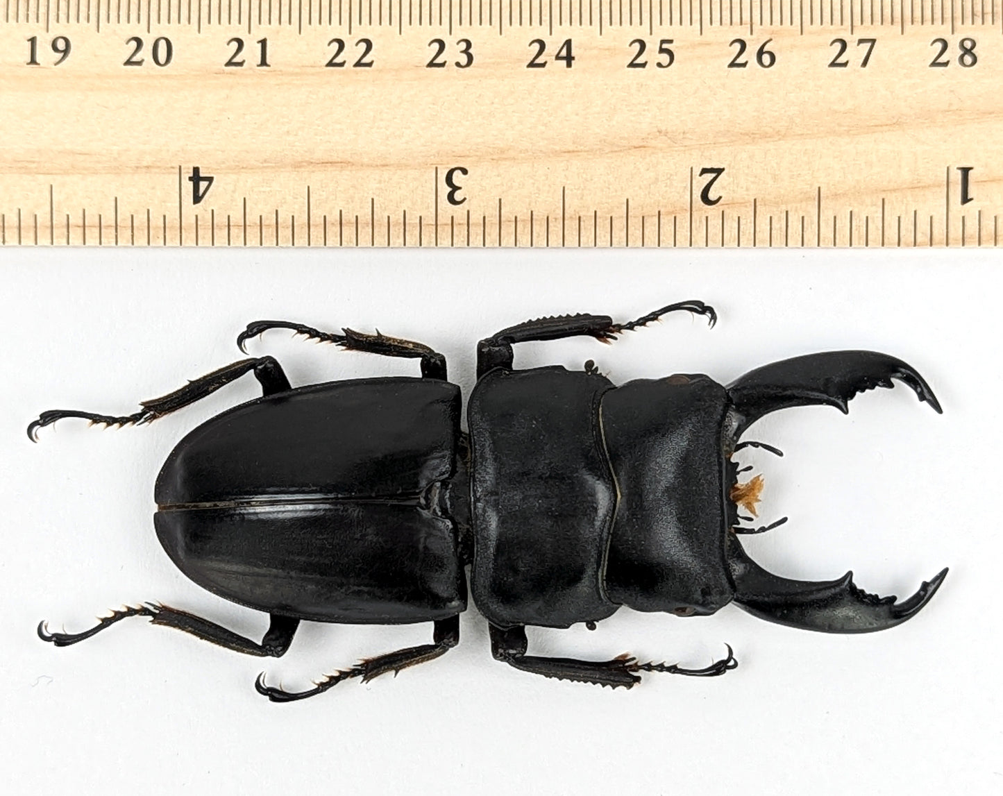 Dorcus titanus ♂