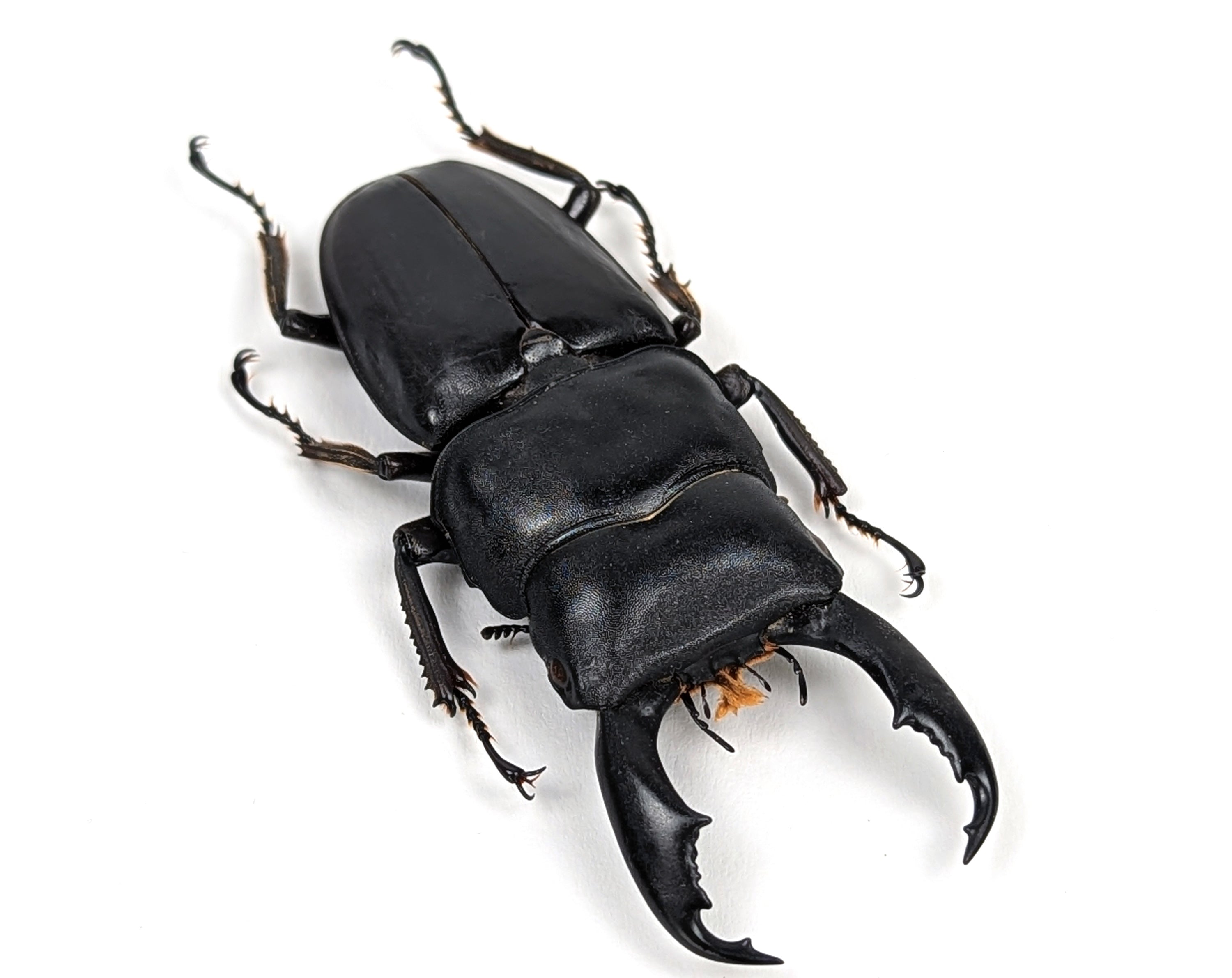 Dorcus titanus ♂  Käfer InsectArt