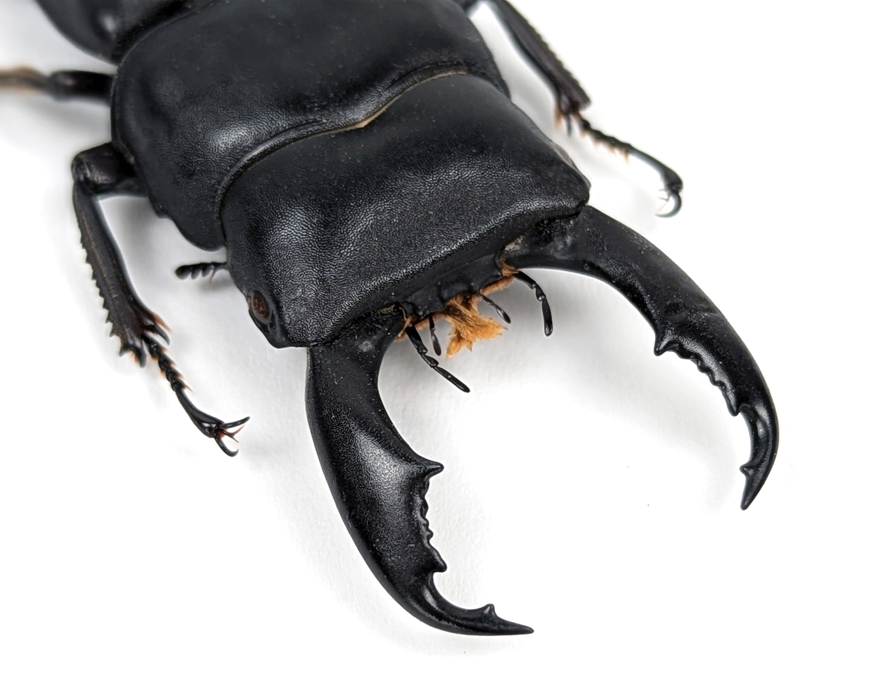Dorcus titanus ♂  Käfer InsectArt