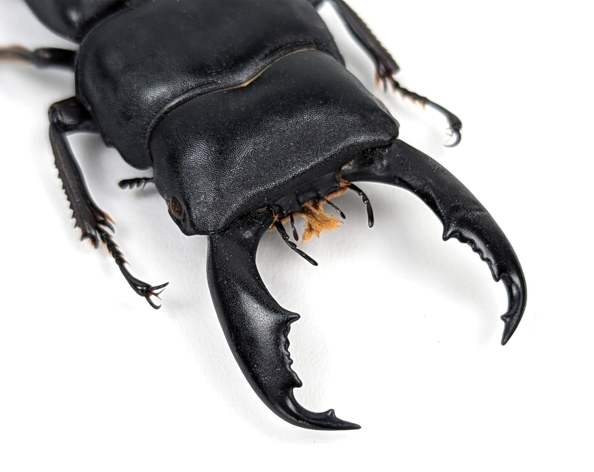 Dorcus titanus ♂  Käfer InsectArt