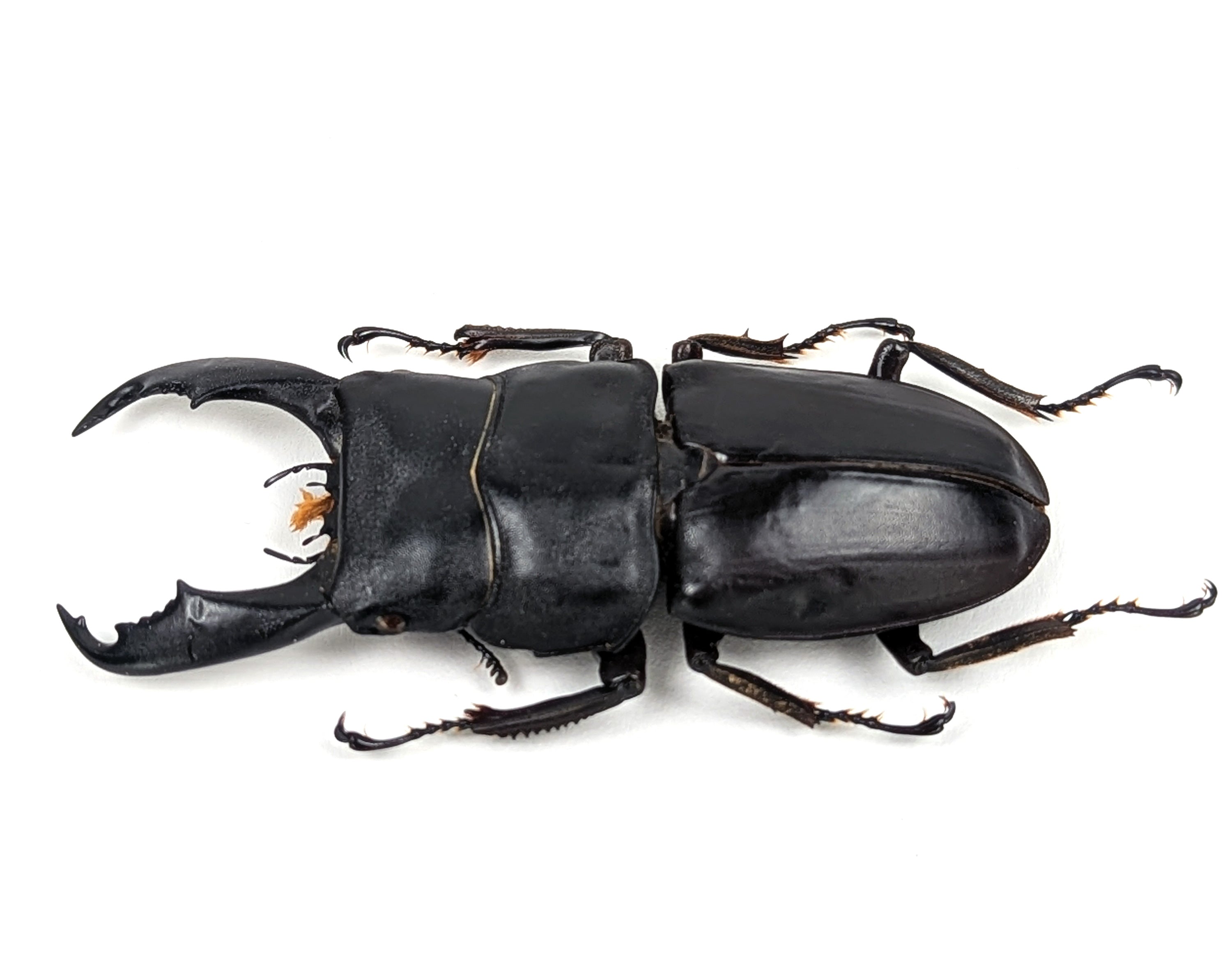 Dorcus titanus ♂  Käfer InsectArt