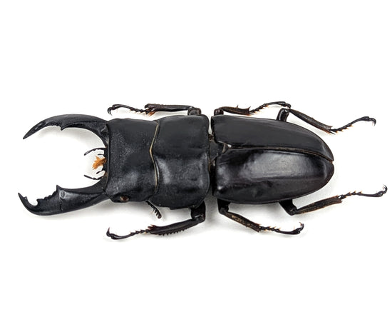 Dorcus titanus ♂