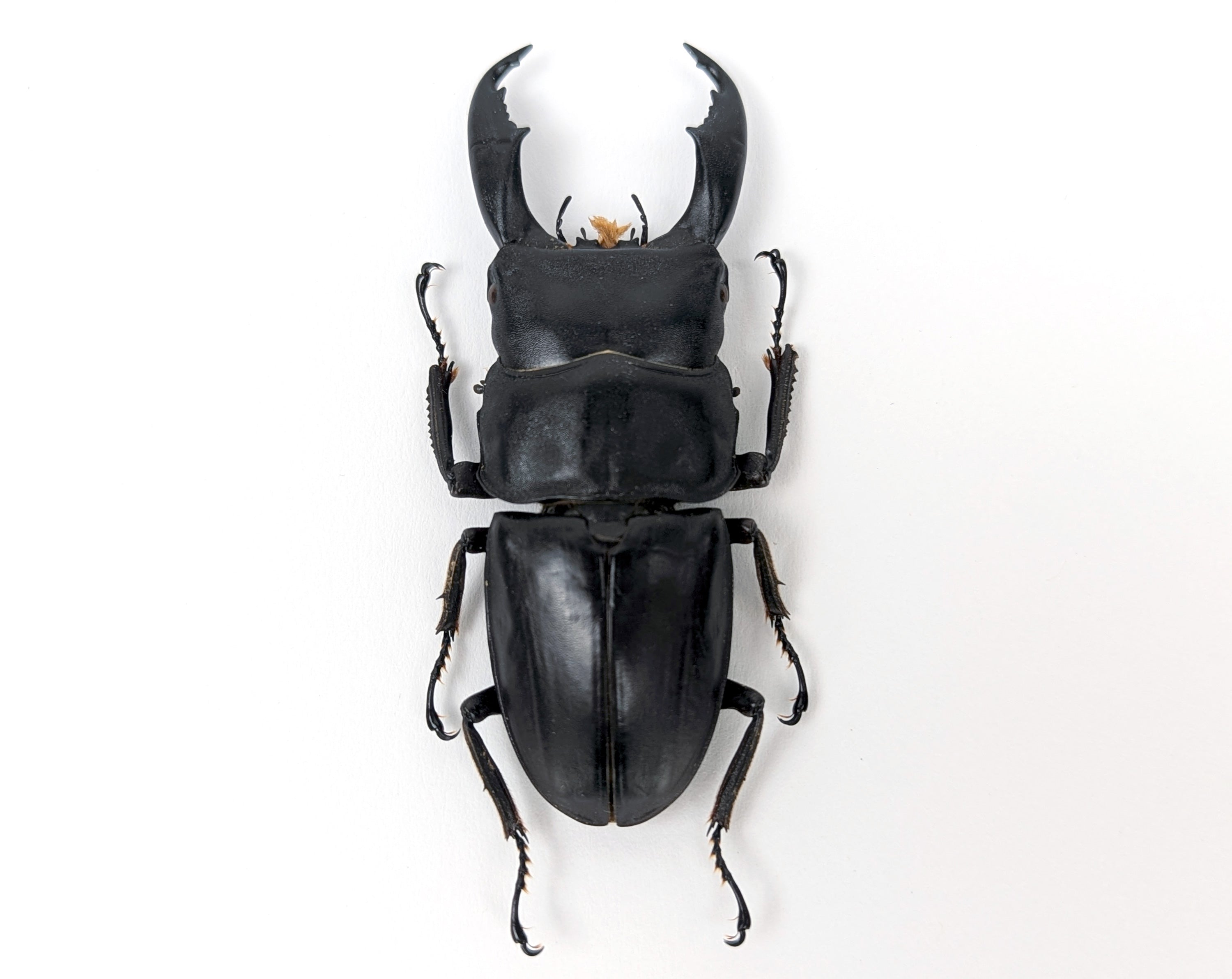 Dorcus titanus ♂  Käfer InsectArt