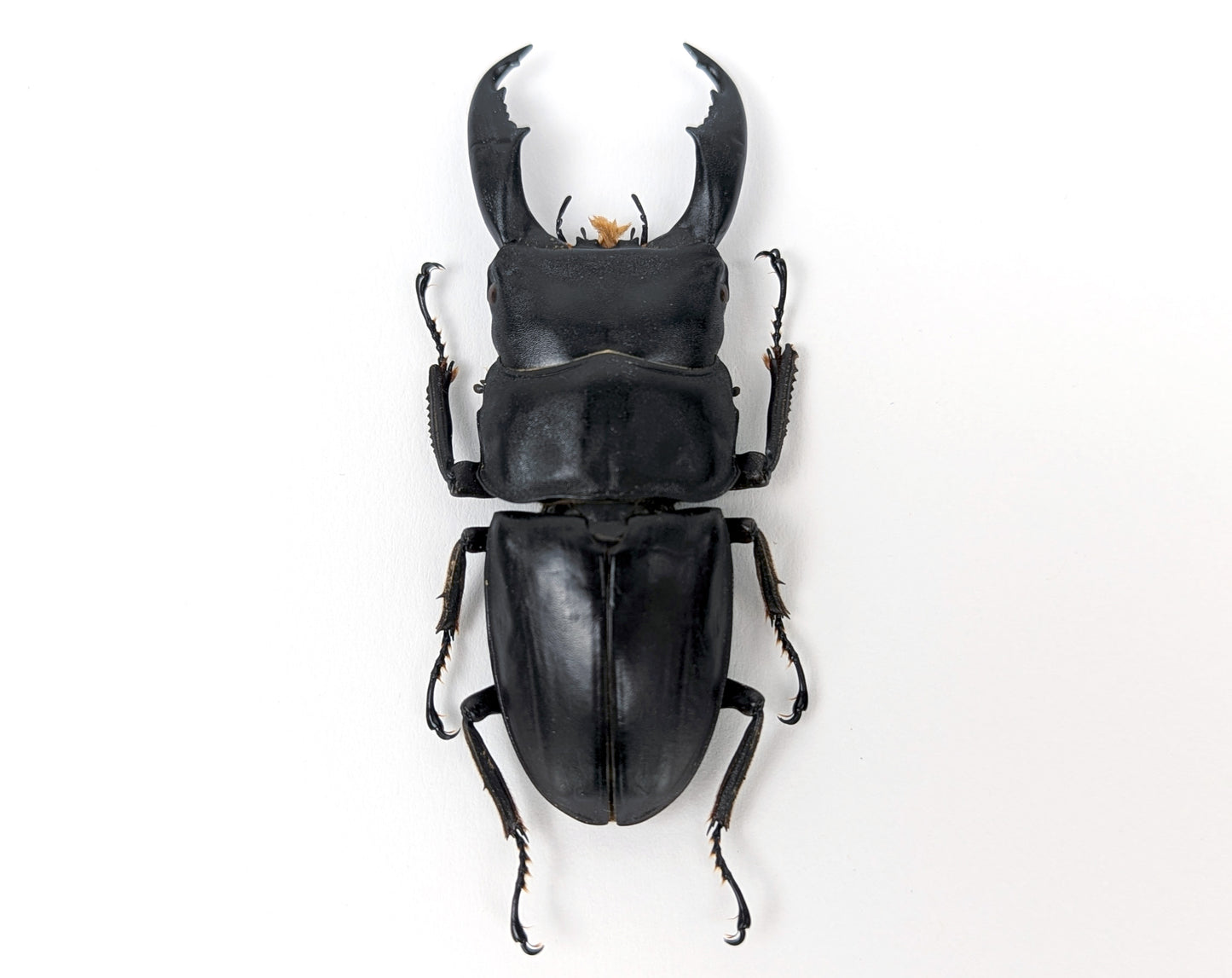 Dorcus titanus ♂