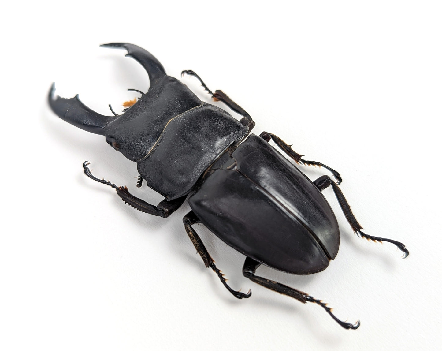 Dorcus titanus ♂