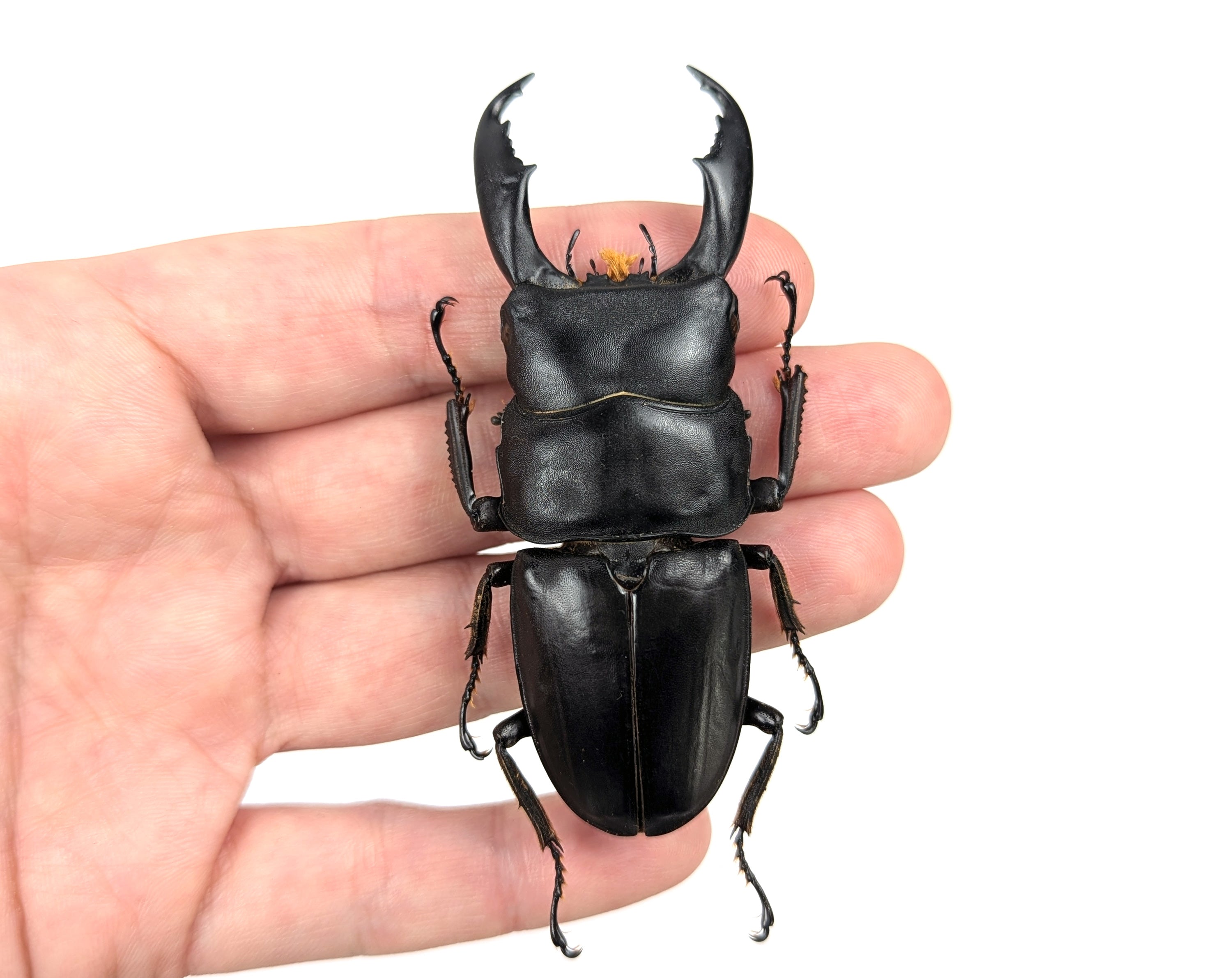 Dorcus titanus ♂  Käfer InsectArt
