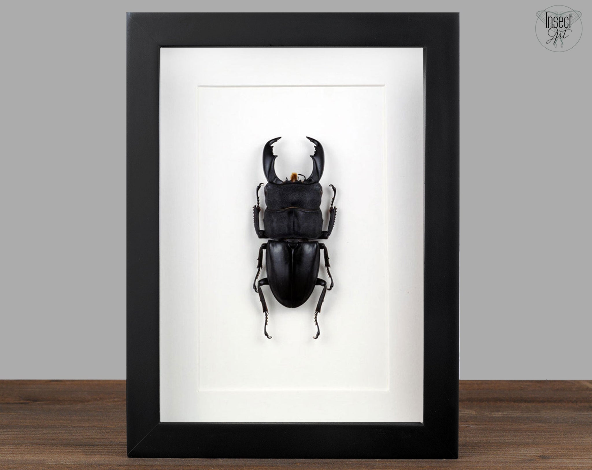 Dorcus titanus ♂  Käfer InsectArt
