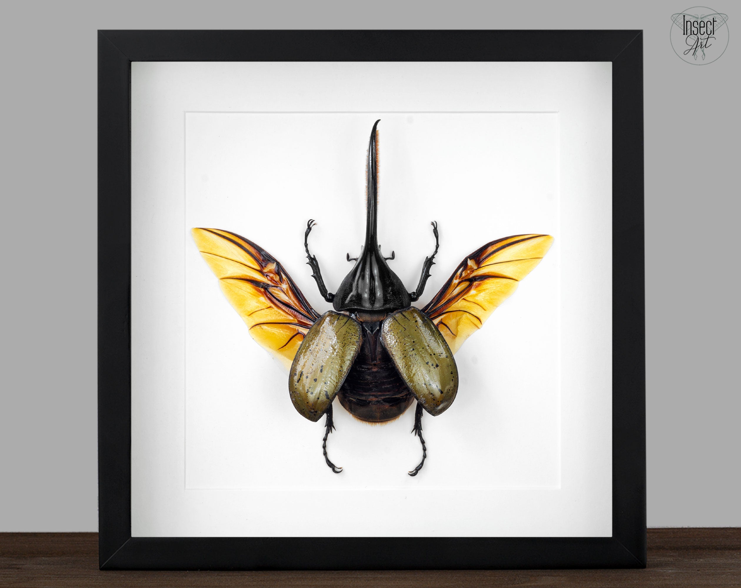 Dynastes hercules ♂  Käfer InsectArt