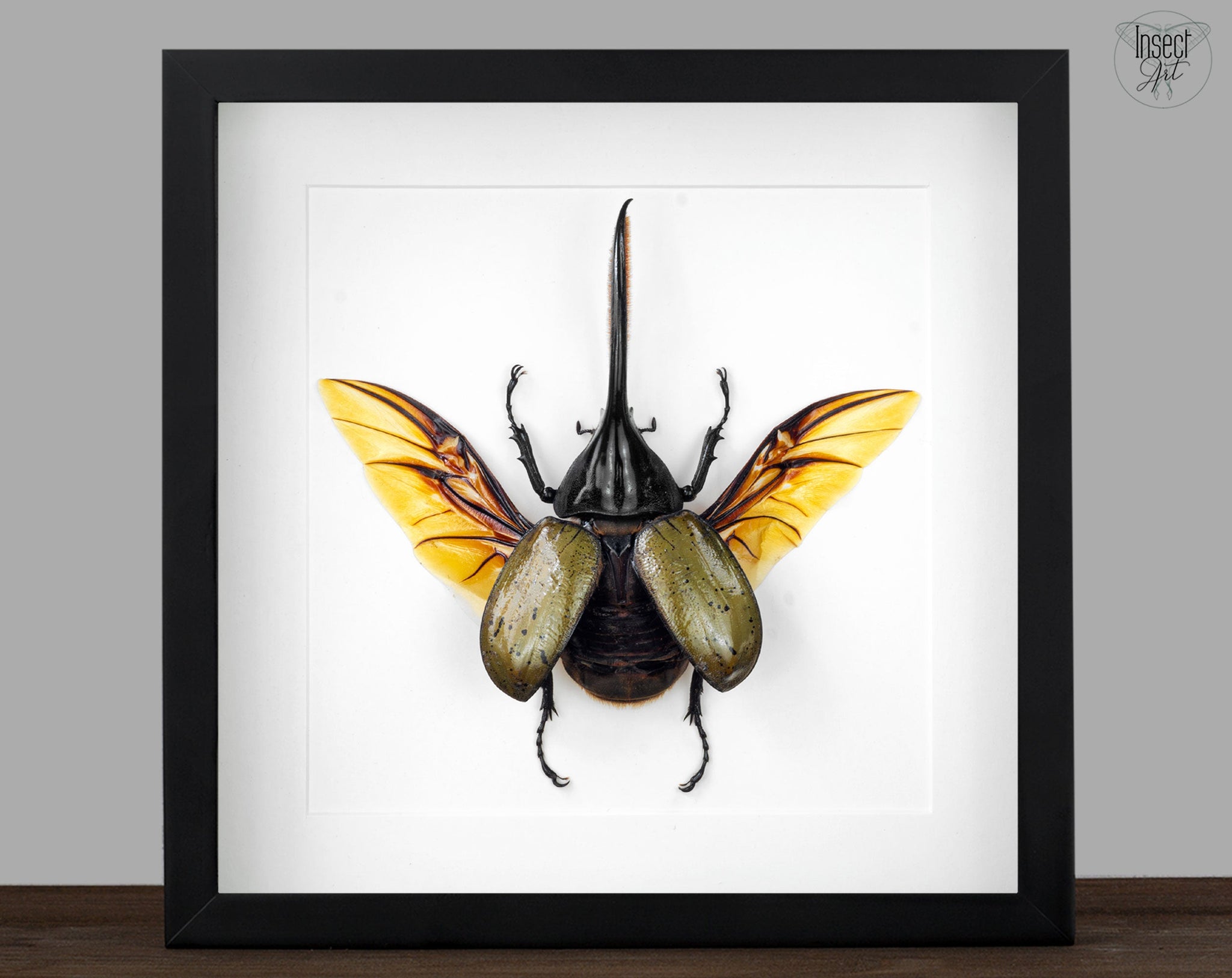 Dynastes hercules ♂  Käfer InsectArt