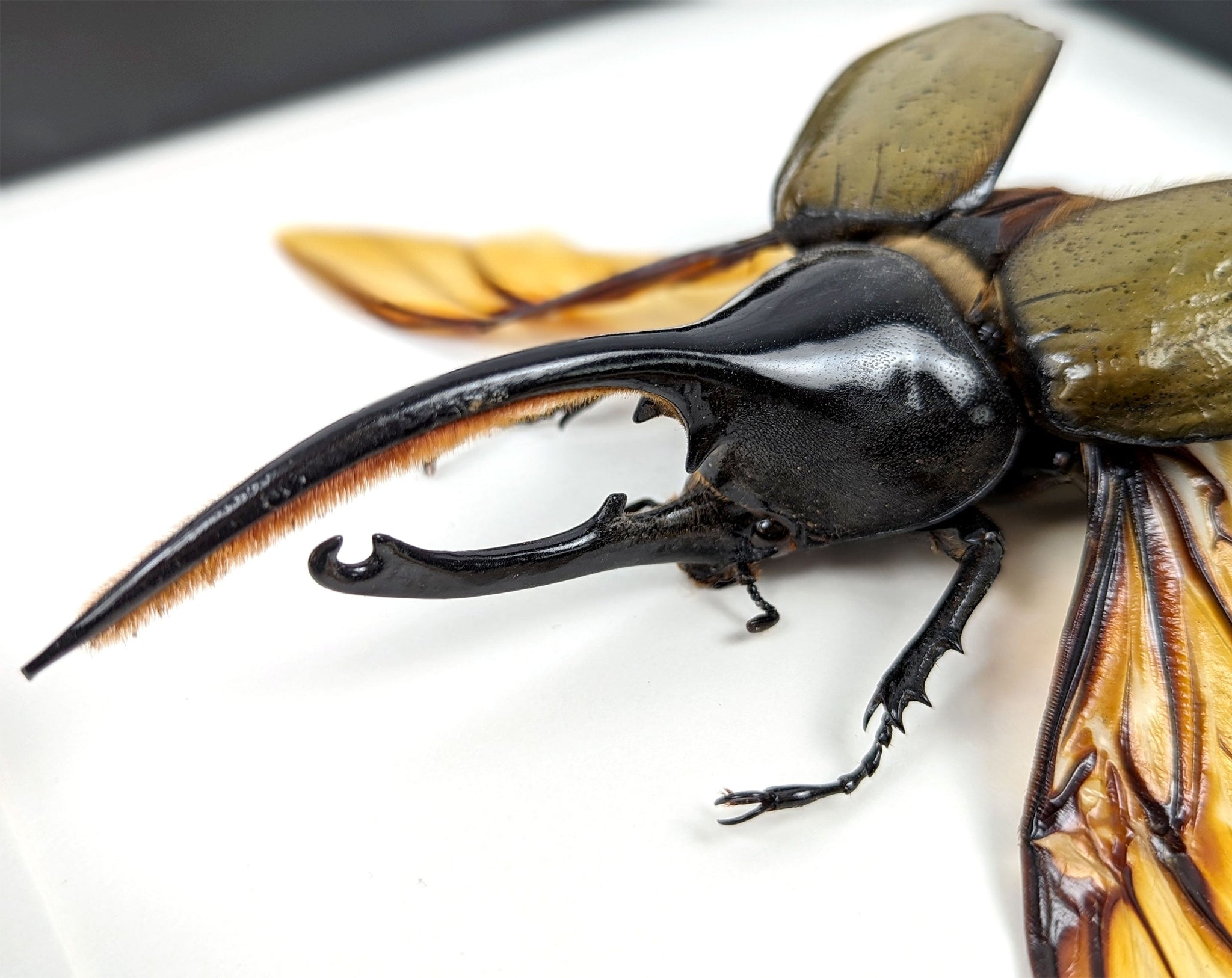 Dynastes hercules ♂  Käfer InsectArt