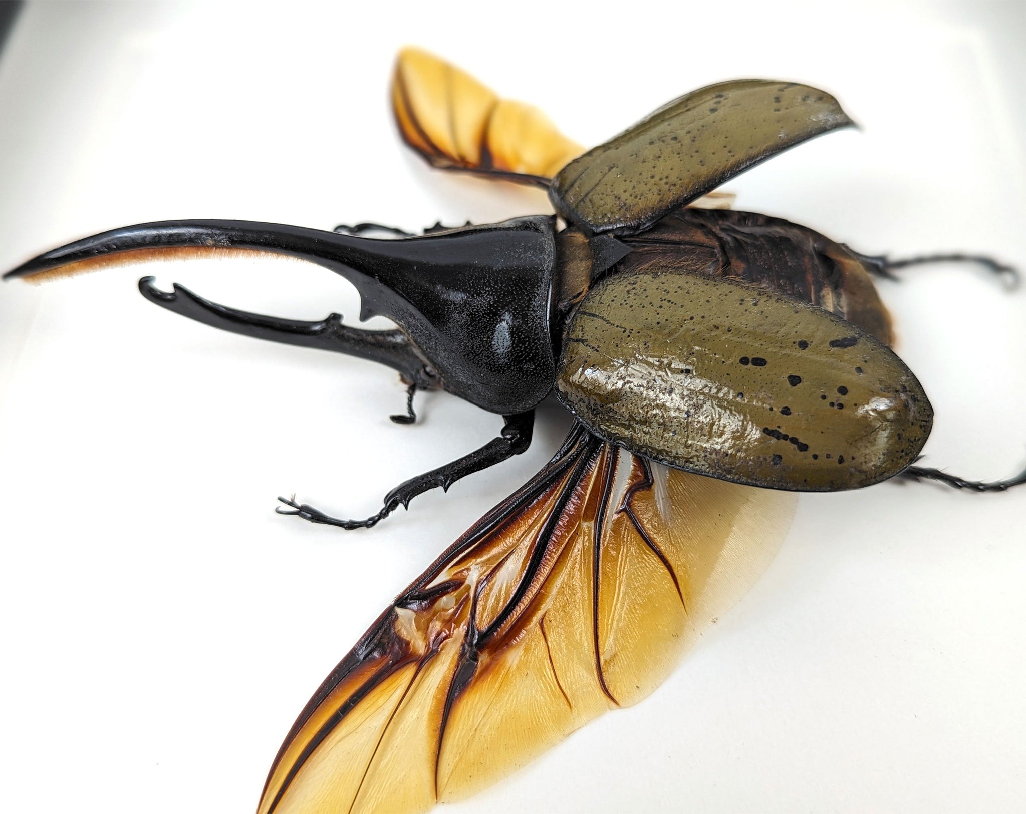 Dynastes hercules ♂  Käfer InsectArt