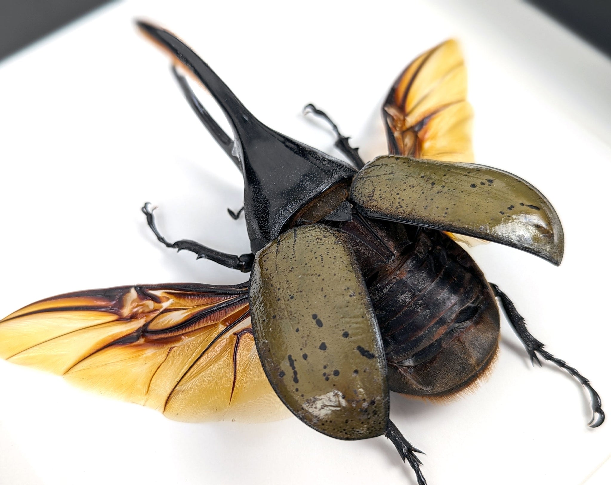 Dynastes hercules ♂  Käfer InsectArt