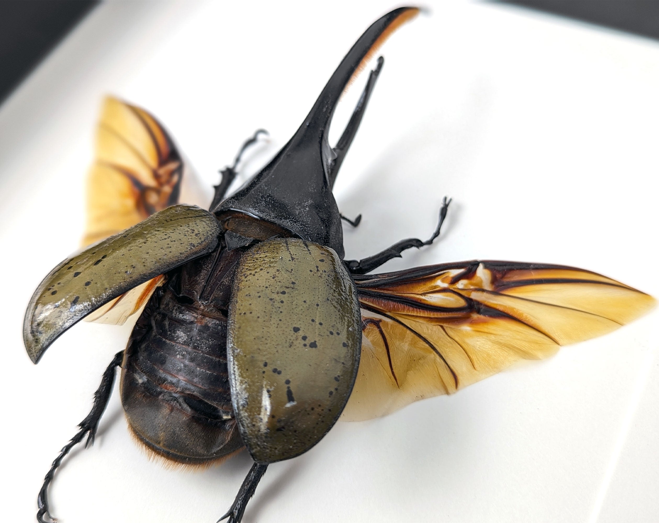 Dynastes hercules ♂  Käfer InsectArt