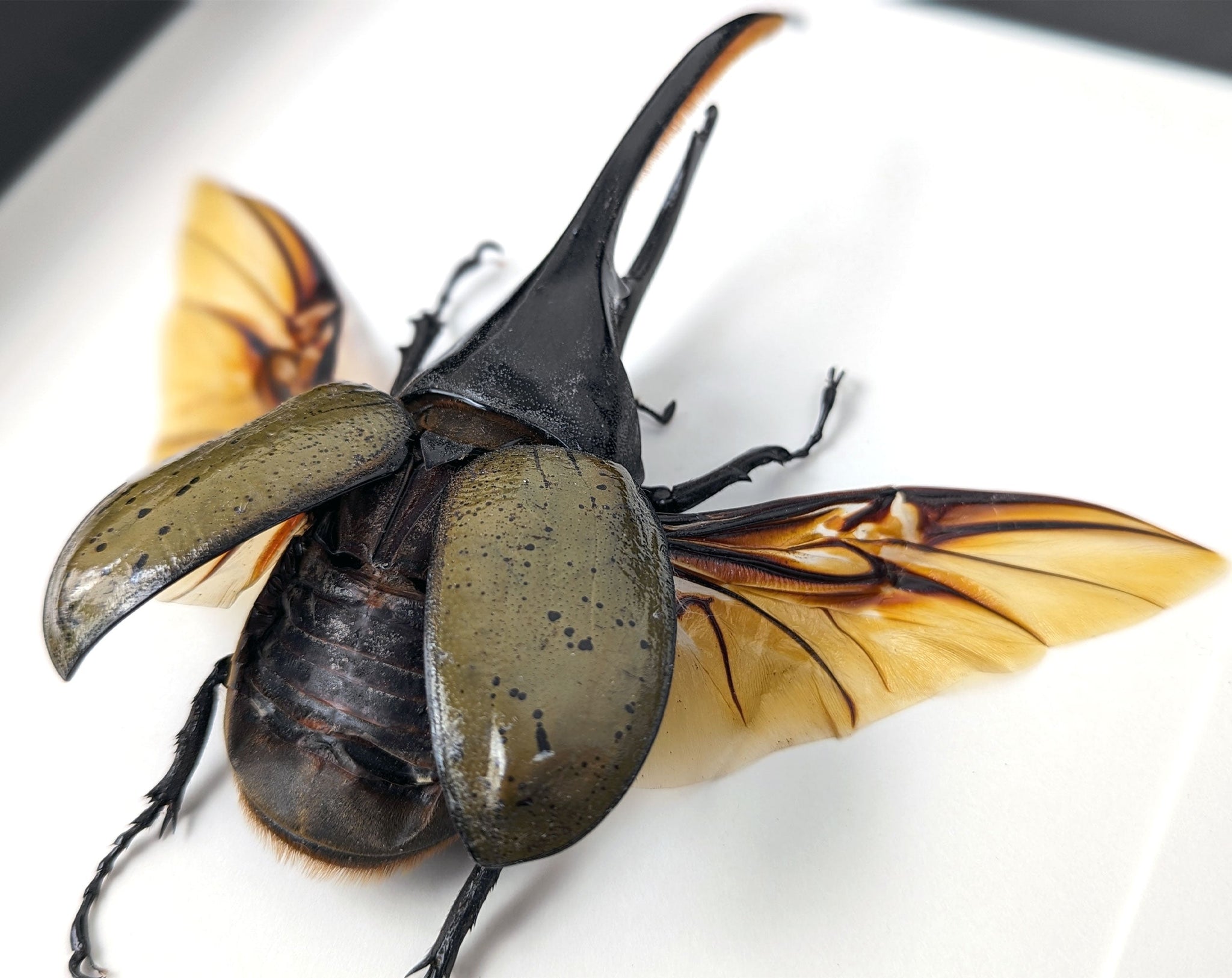 Dynastes hercules ♂  Käfer InsectArt
