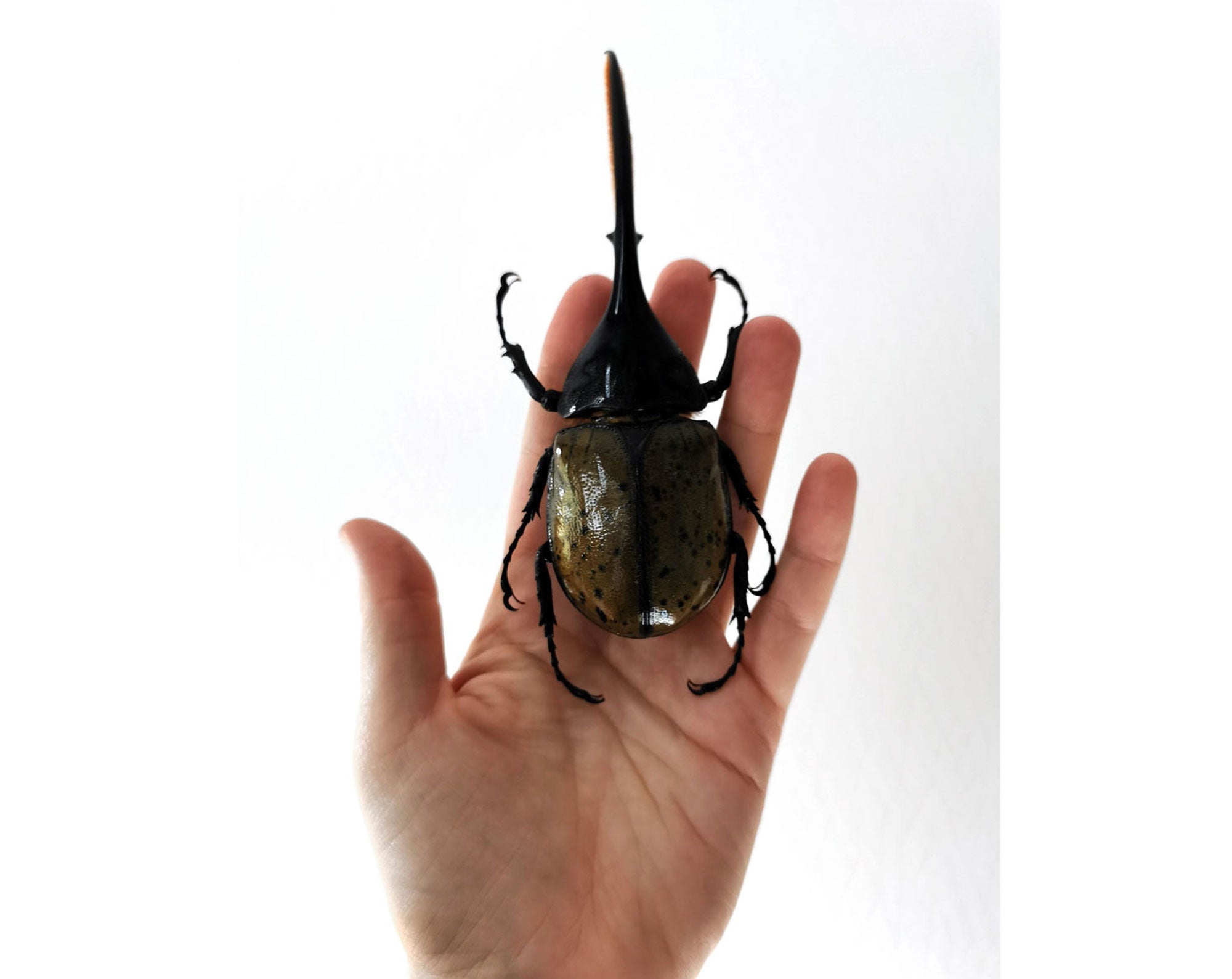 Dynastes hercules ♂  Käfer InsectArt