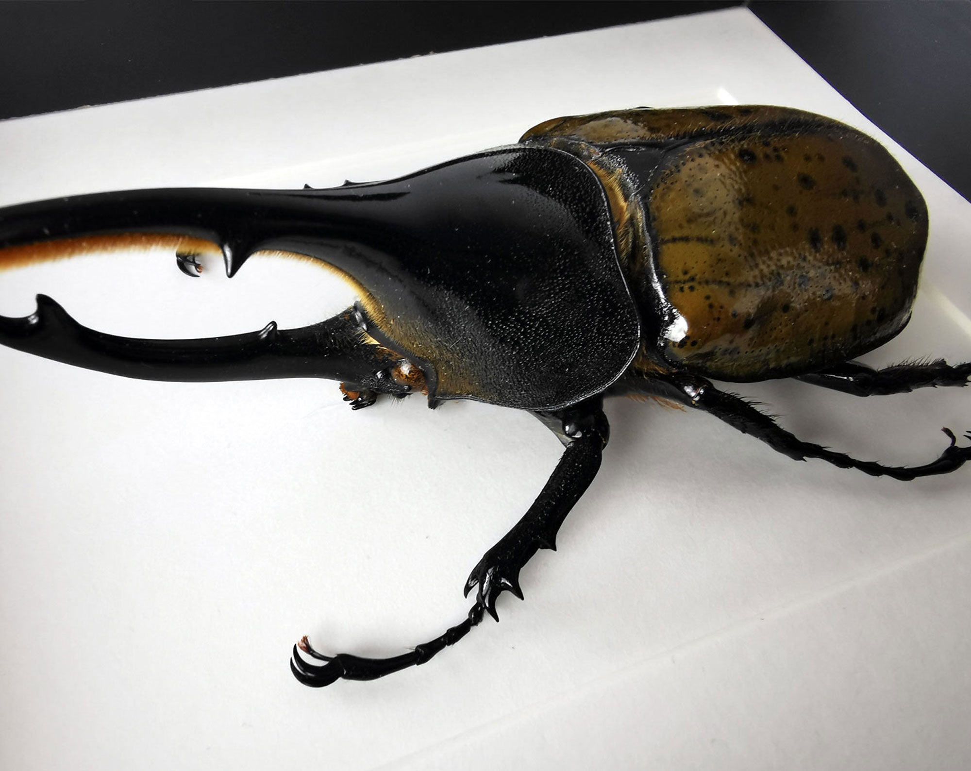 Dynastes hercules ♂  Käfer InsectArt