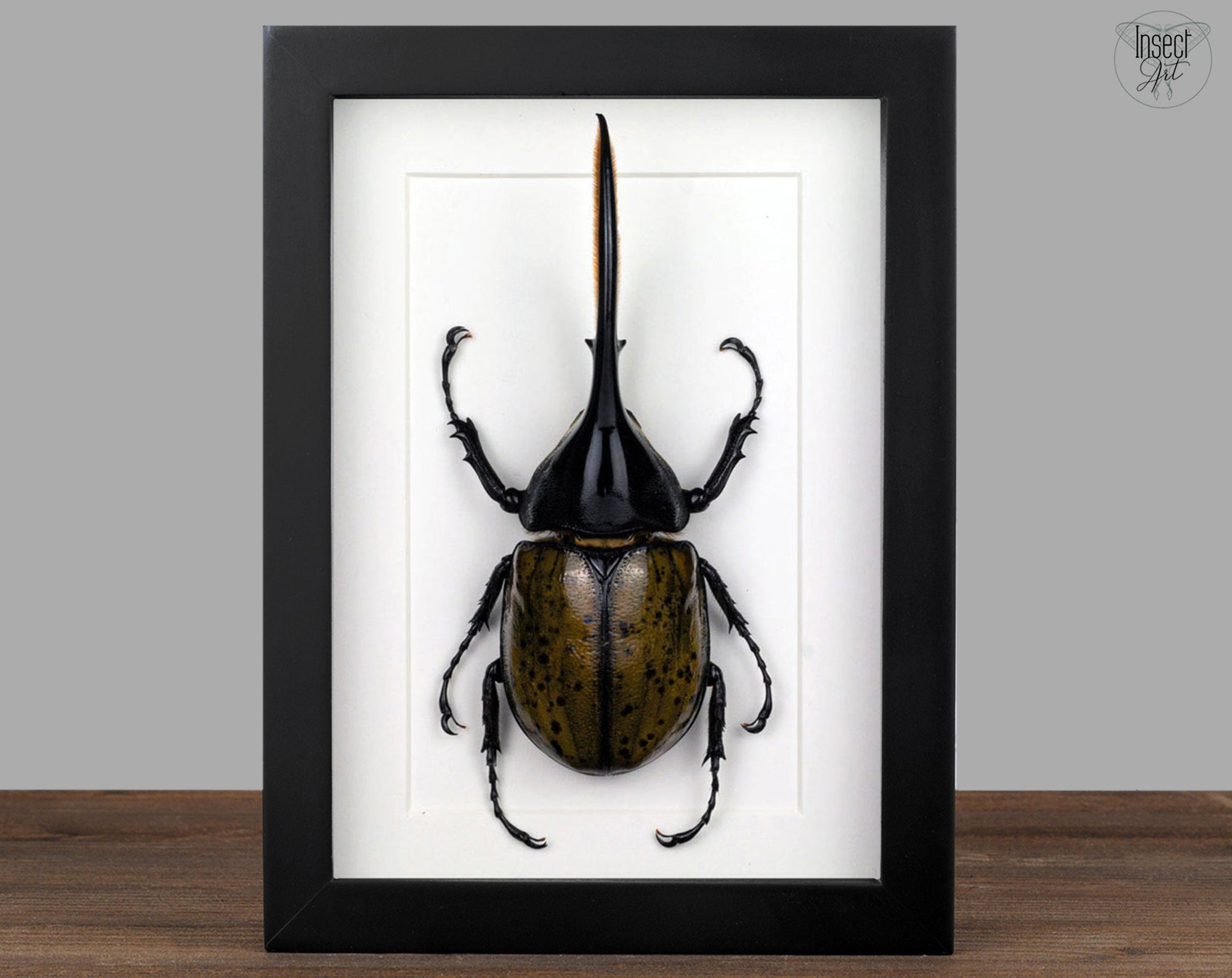 Dynastes hercules ♂  Käfer InsectArt