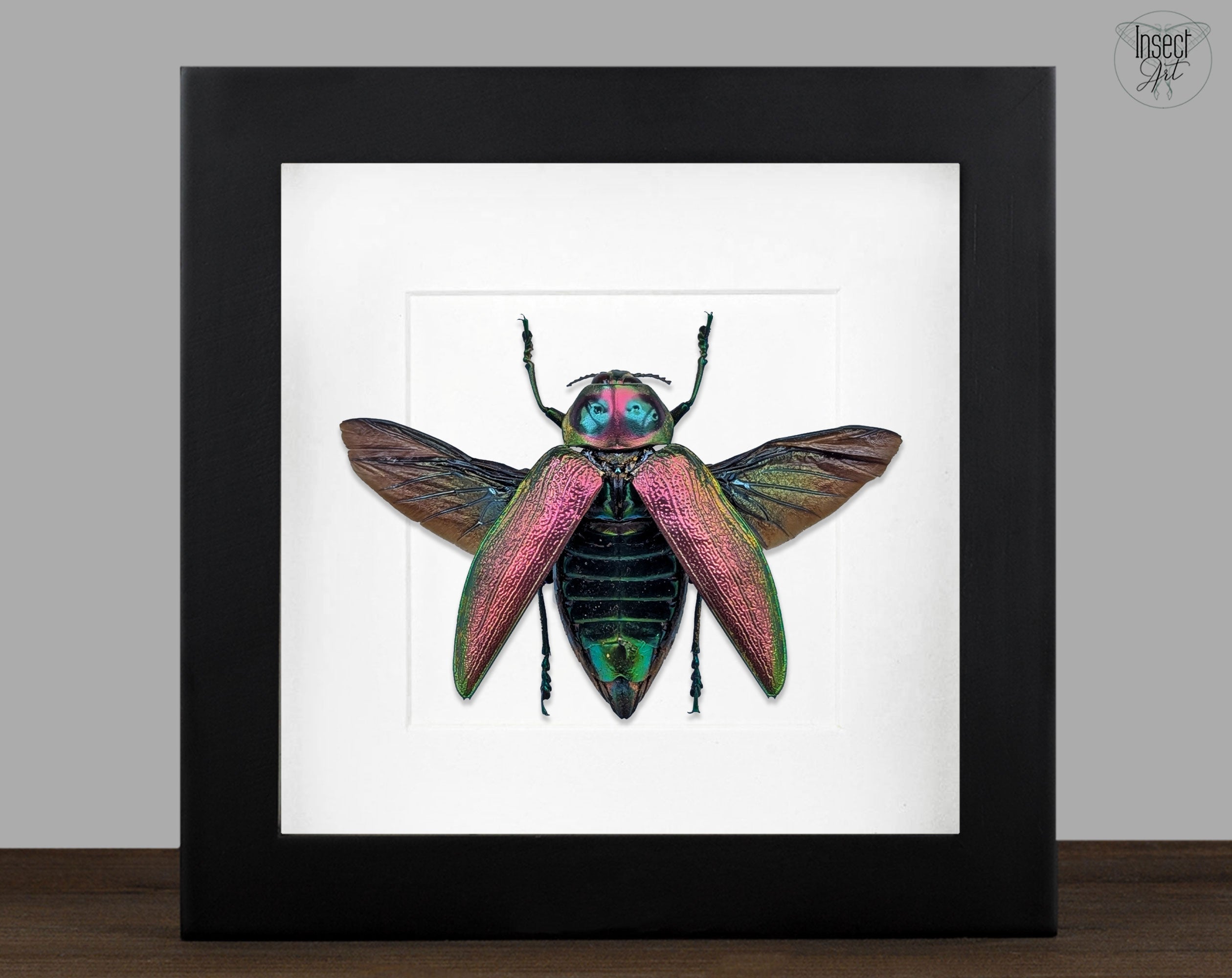 Euchroma gigantea  Käfer im Rahmen InsectArt
