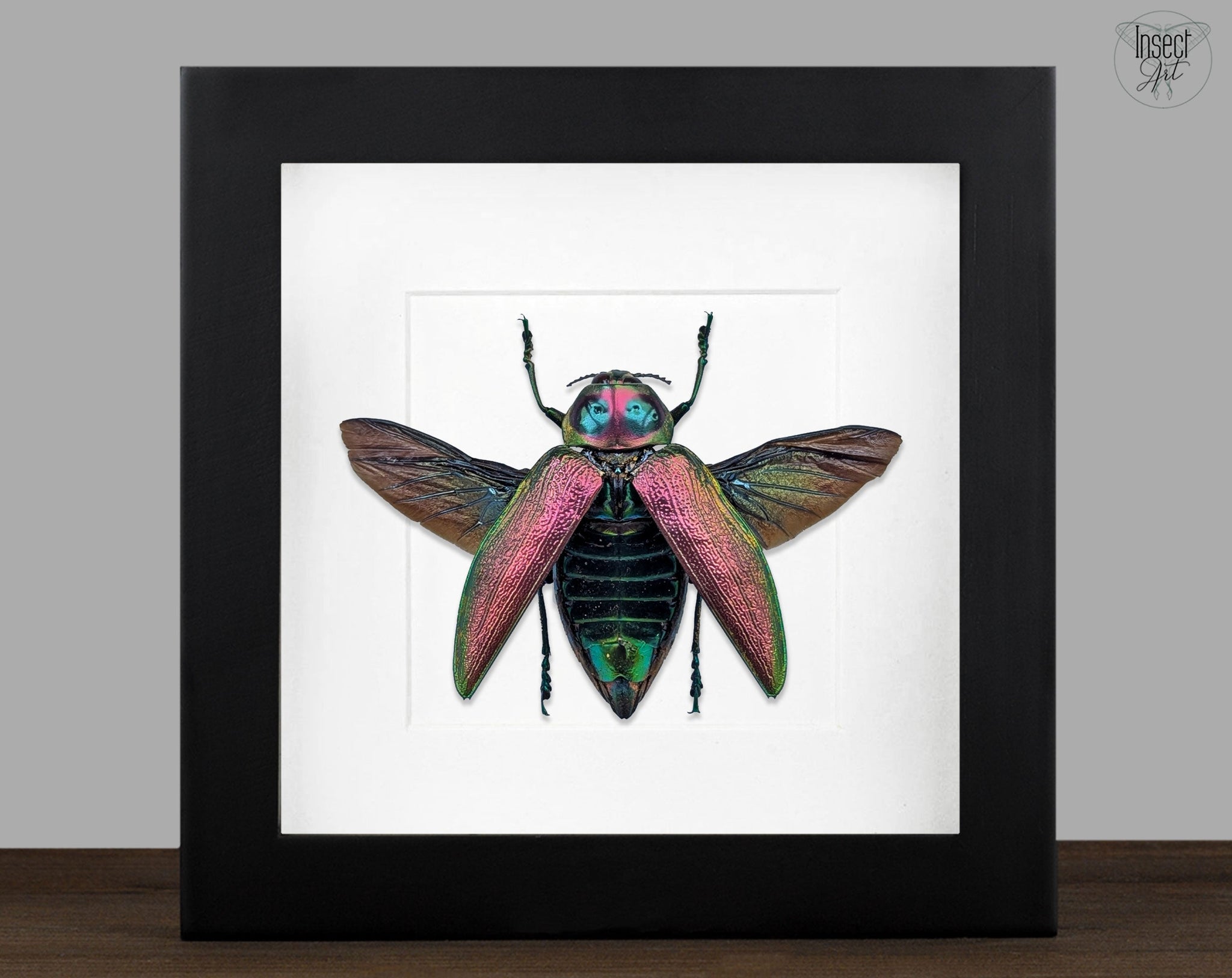 Euchroma gigantea  Käfer im Rahmen InsectArt