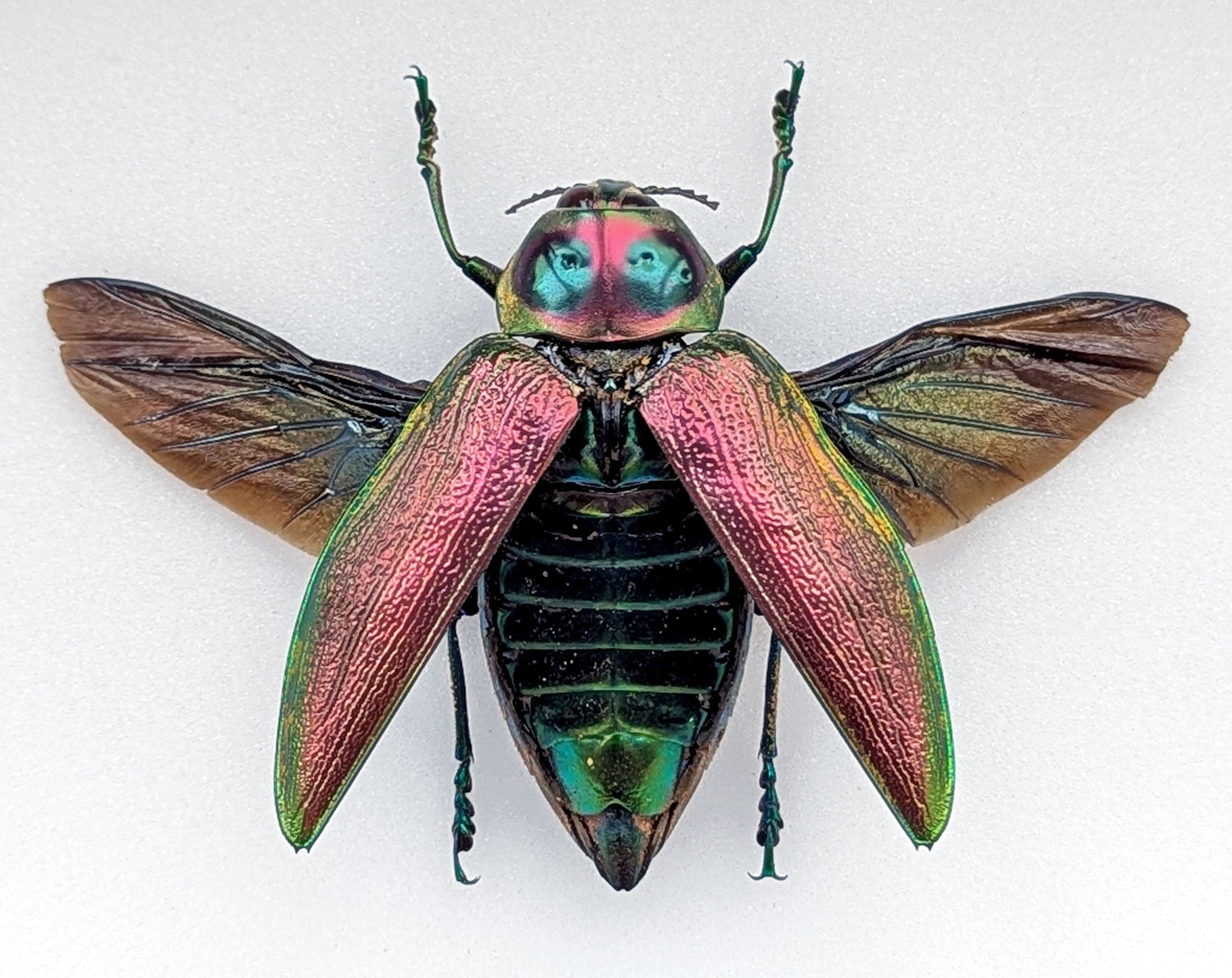 Euchroma gigantea  Käfer im Rahmen InsectArt