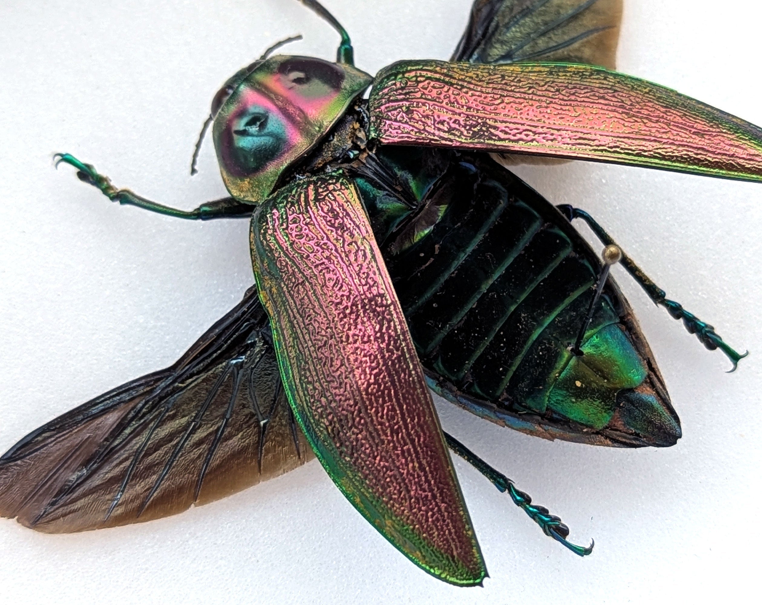 Euchroma gigantea  Käfer im Rahmen InsectArt