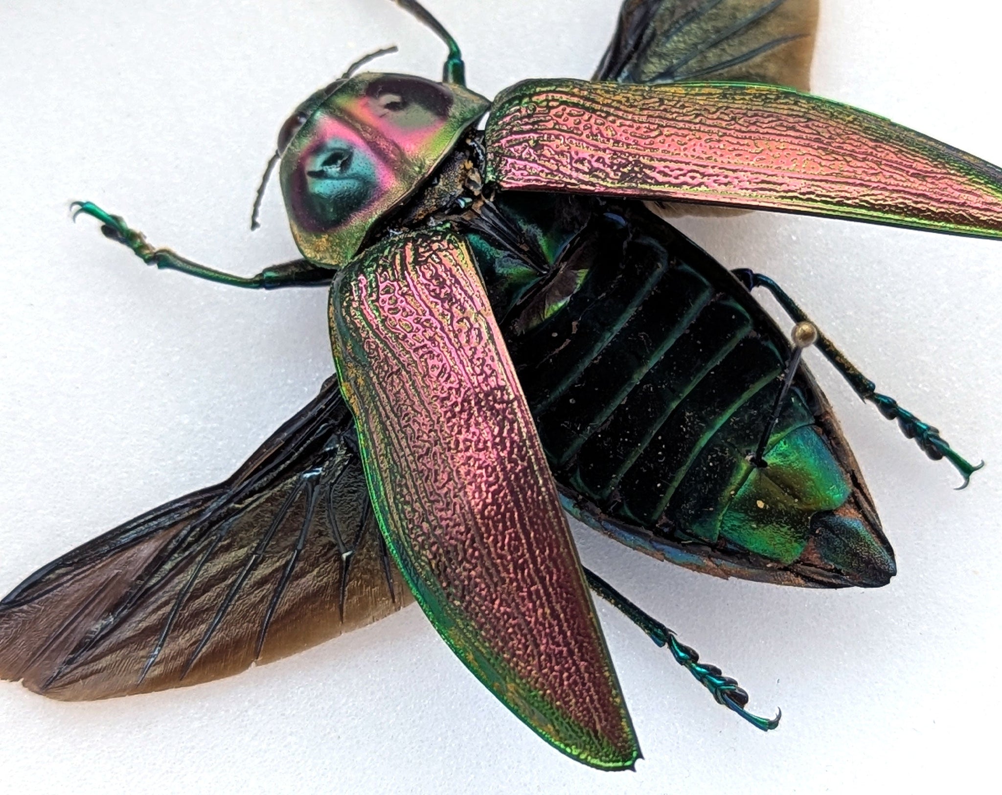 Euchroma gigantea  Käfer im Rahmen InsectArt