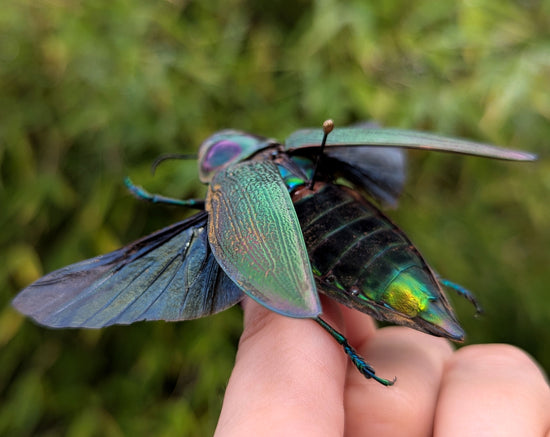 Euchroma gigantea