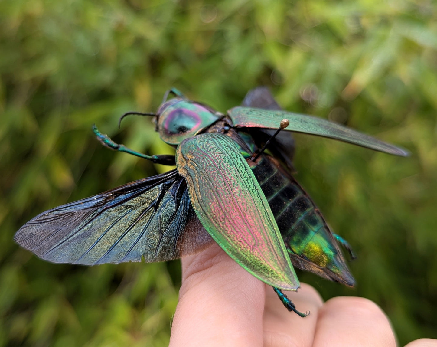 Euchroma gigantea