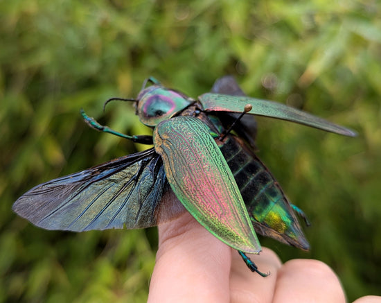 Euchroma gigantea