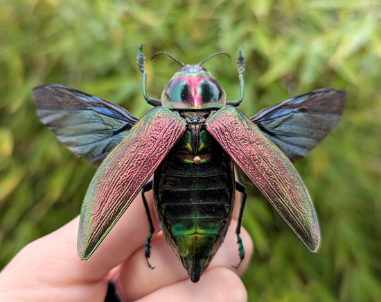 Euchroma gigantea
