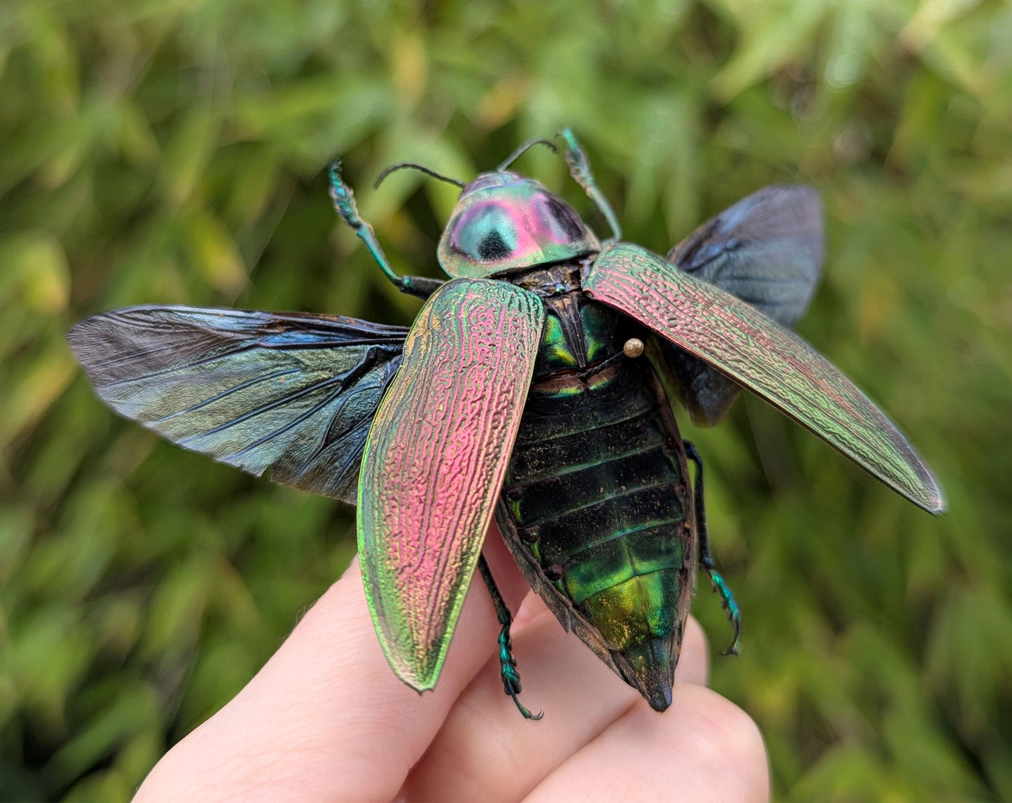 Euchroma gigantea