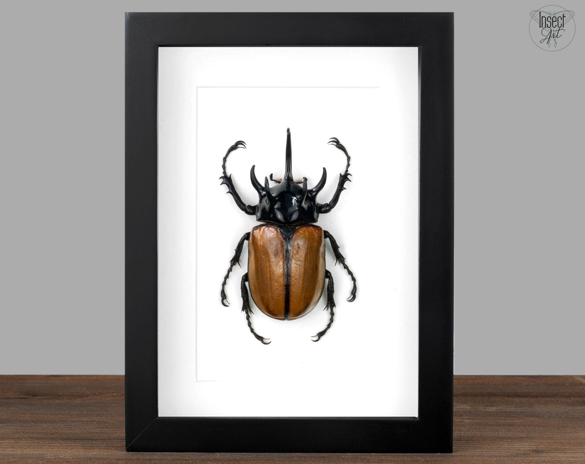 Eupatorus gracilicornis ♂  Käfer InsectArt