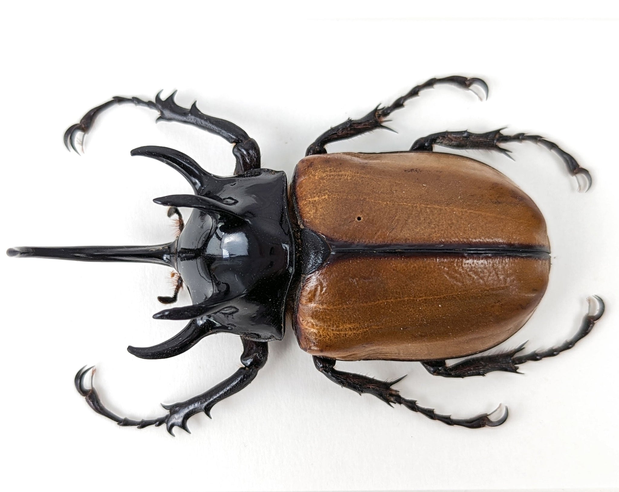 Eupatorus gracilicornis ♂  Käfer InsectArt
