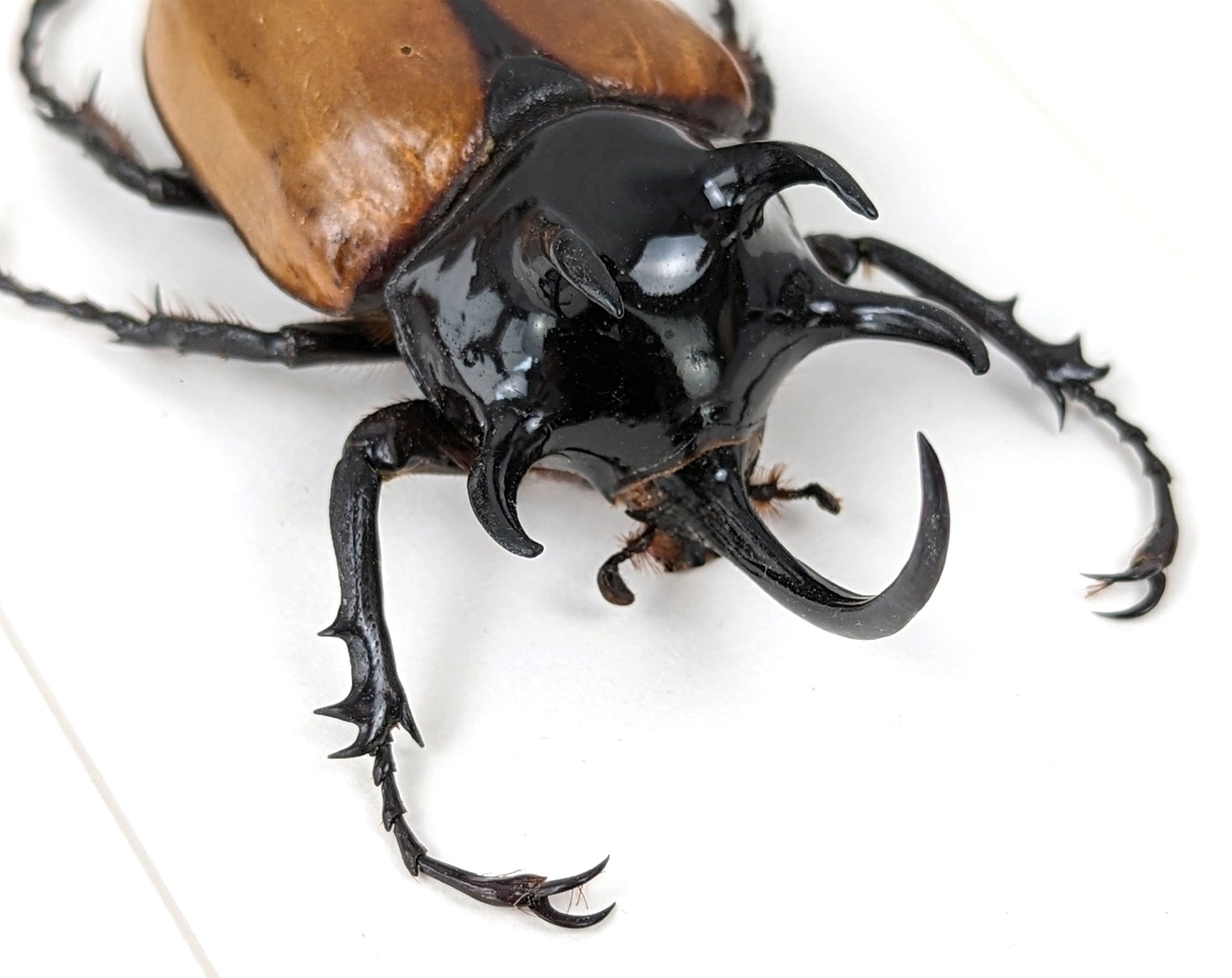 Eupatorus gracilicornis ♂  Käfer InsectArt