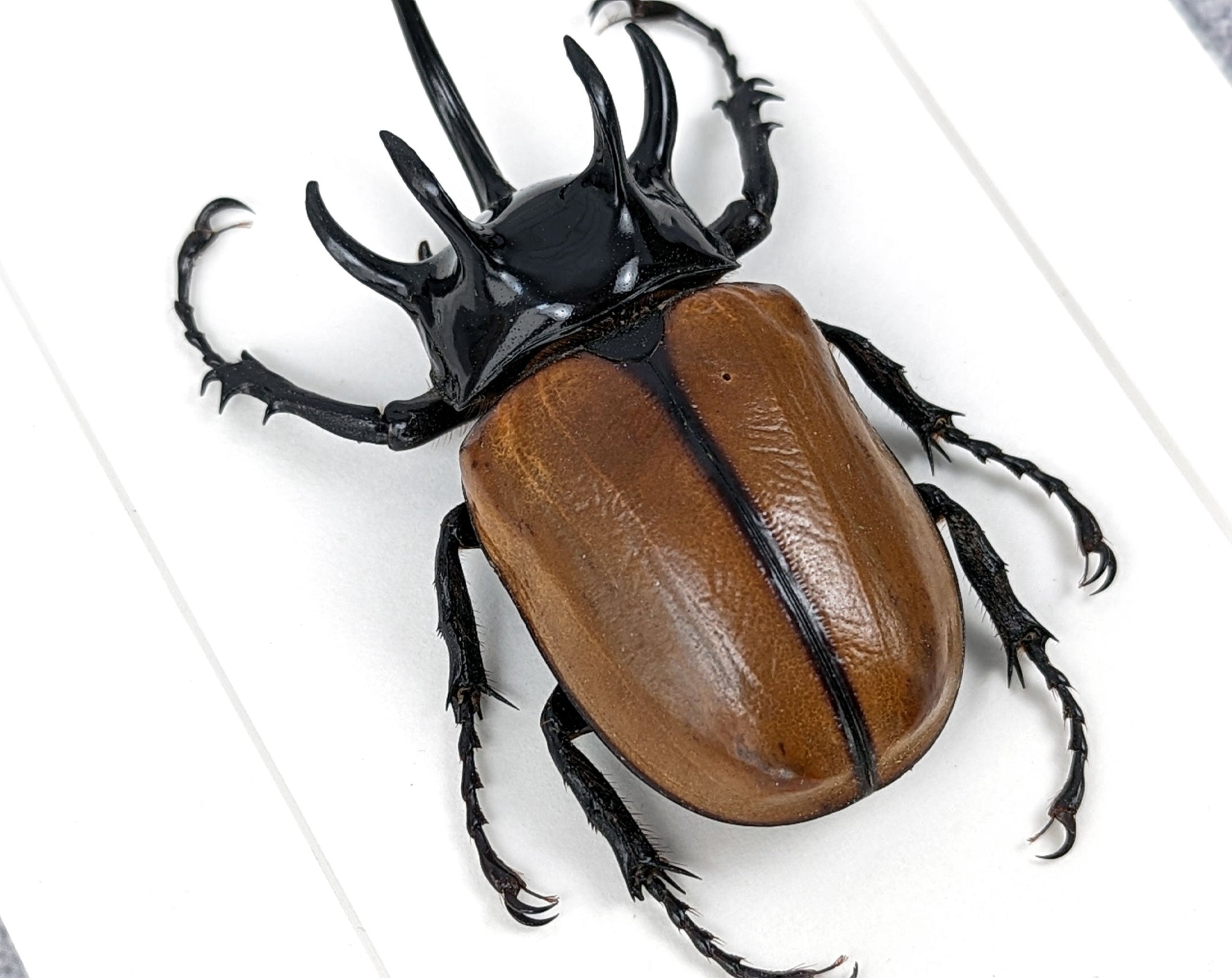 Eupatorus gracilicornis ♂  Käfer InsectArt