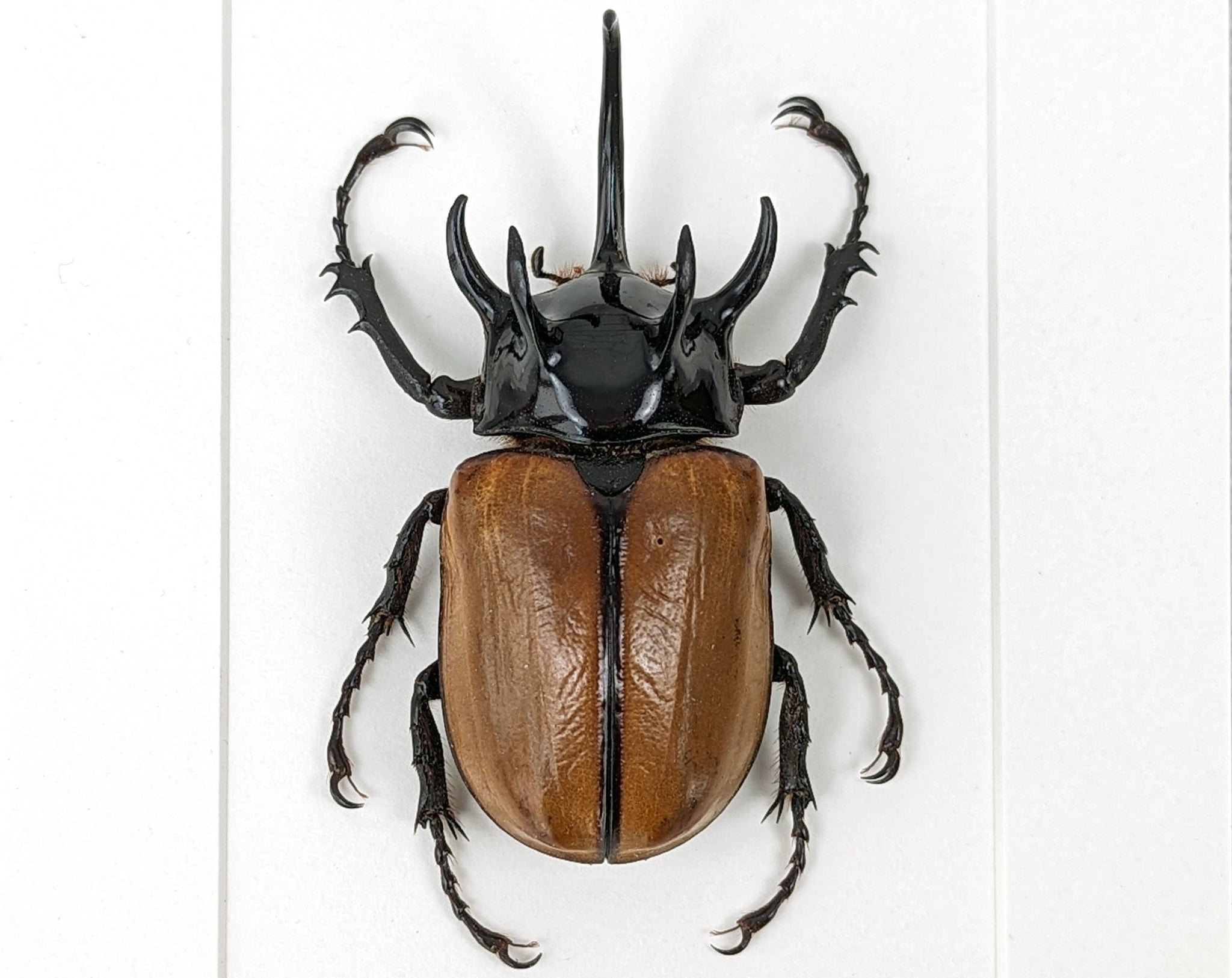 Eupatorus gracilicornis ♂  Käfer InsectArt