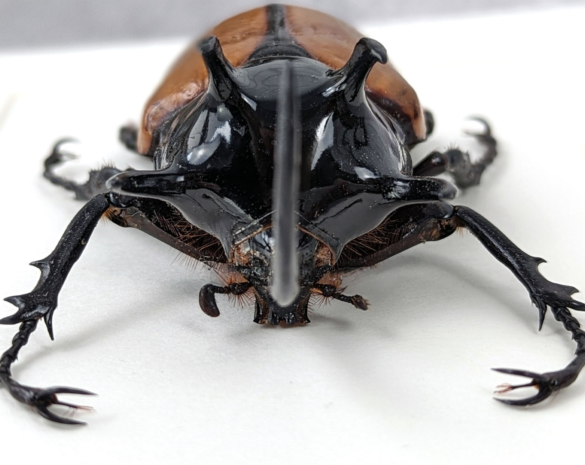 Eupatorus gracilicornis ♂  Käfer InsectArt