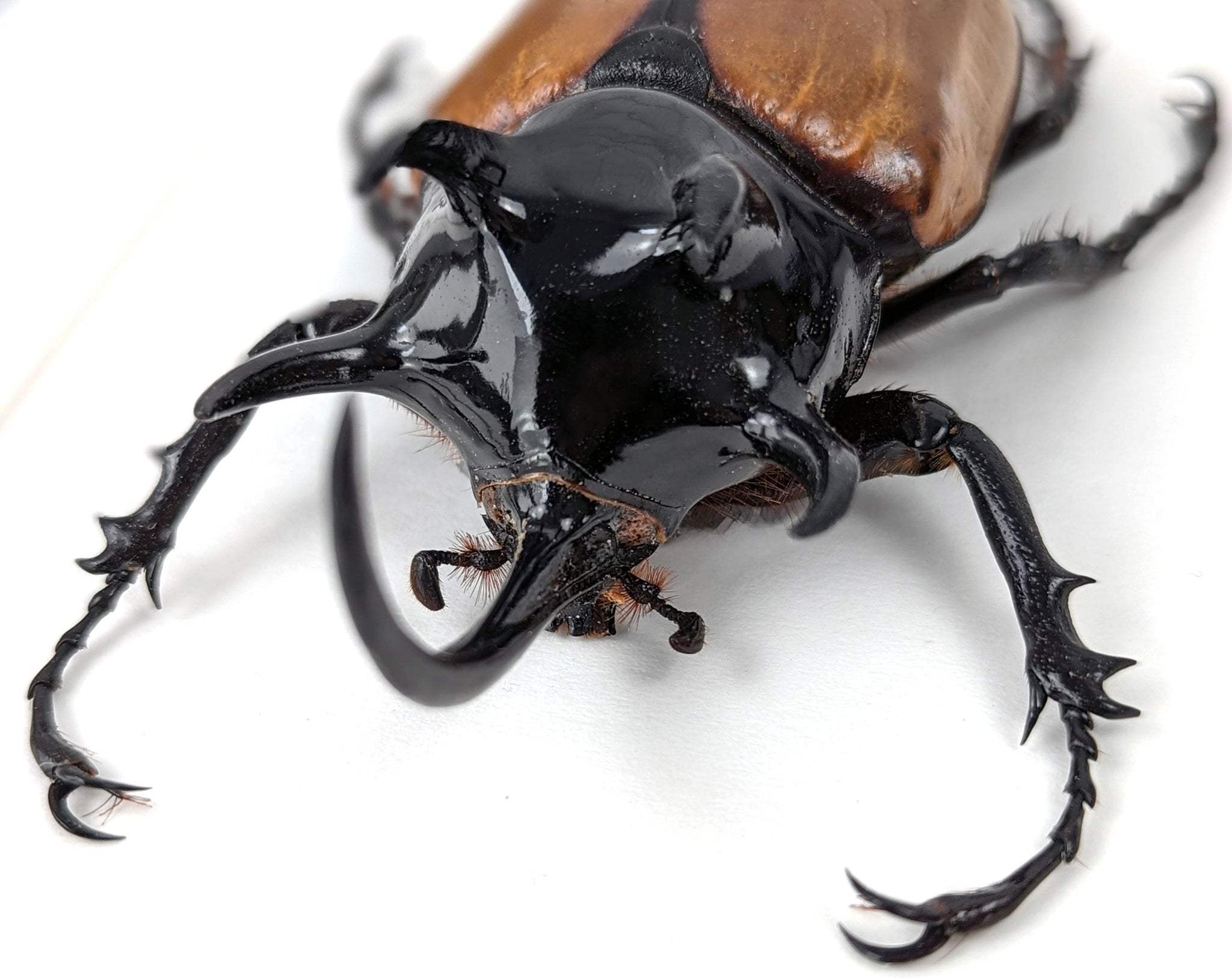 Eupatorus gracilicornis ♂  Käfer InsectArt