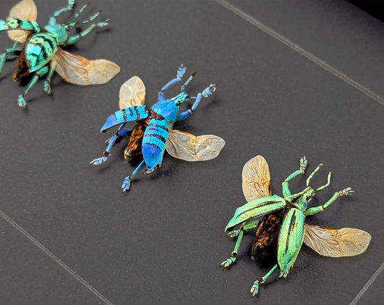 Eupholus TRIO, echte Käfer im Rahmen