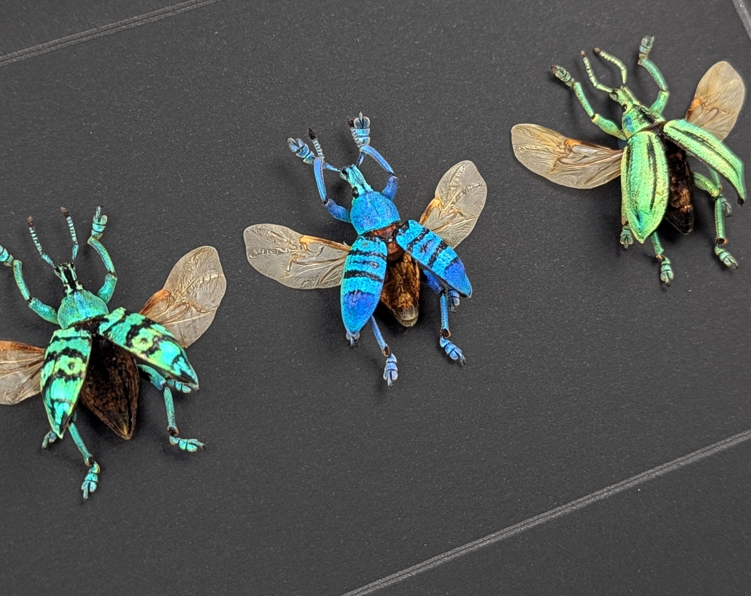 Eupholus TRIO, echte Käfer im Rahmen