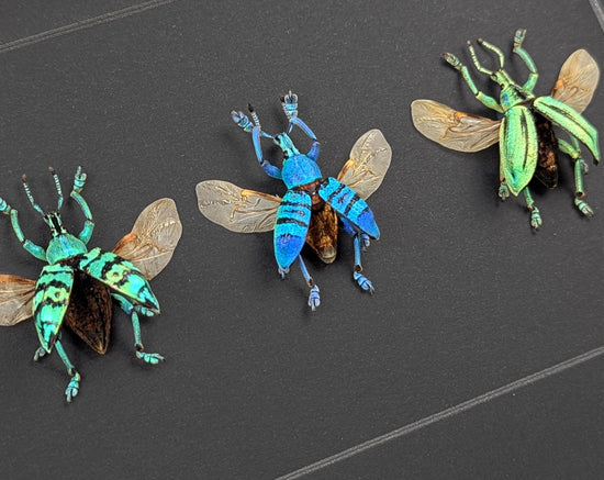 Eupholus TRIO, echte Käfer im Rahmen