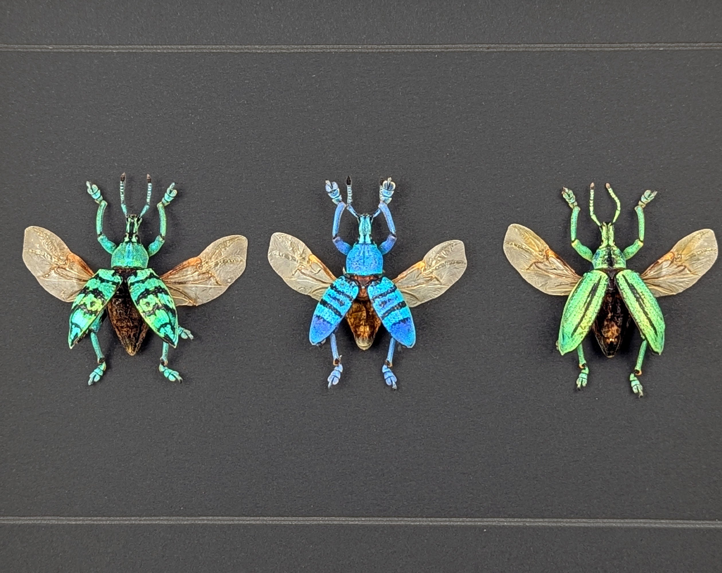 Eupholus TRIO, echte Käfer im Rahmen