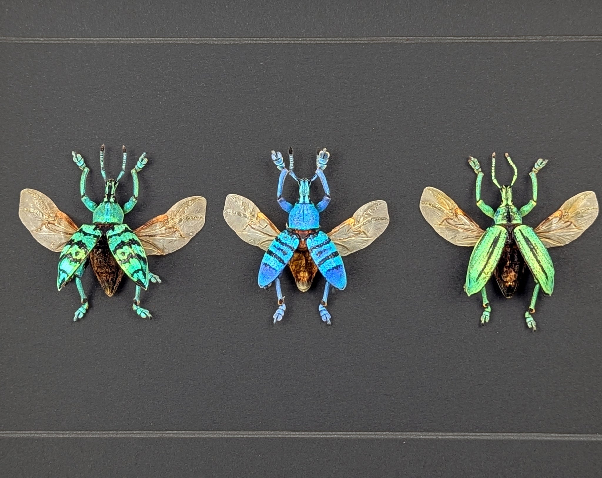 Eupholus TRIO, echte Käfer im Rahmen