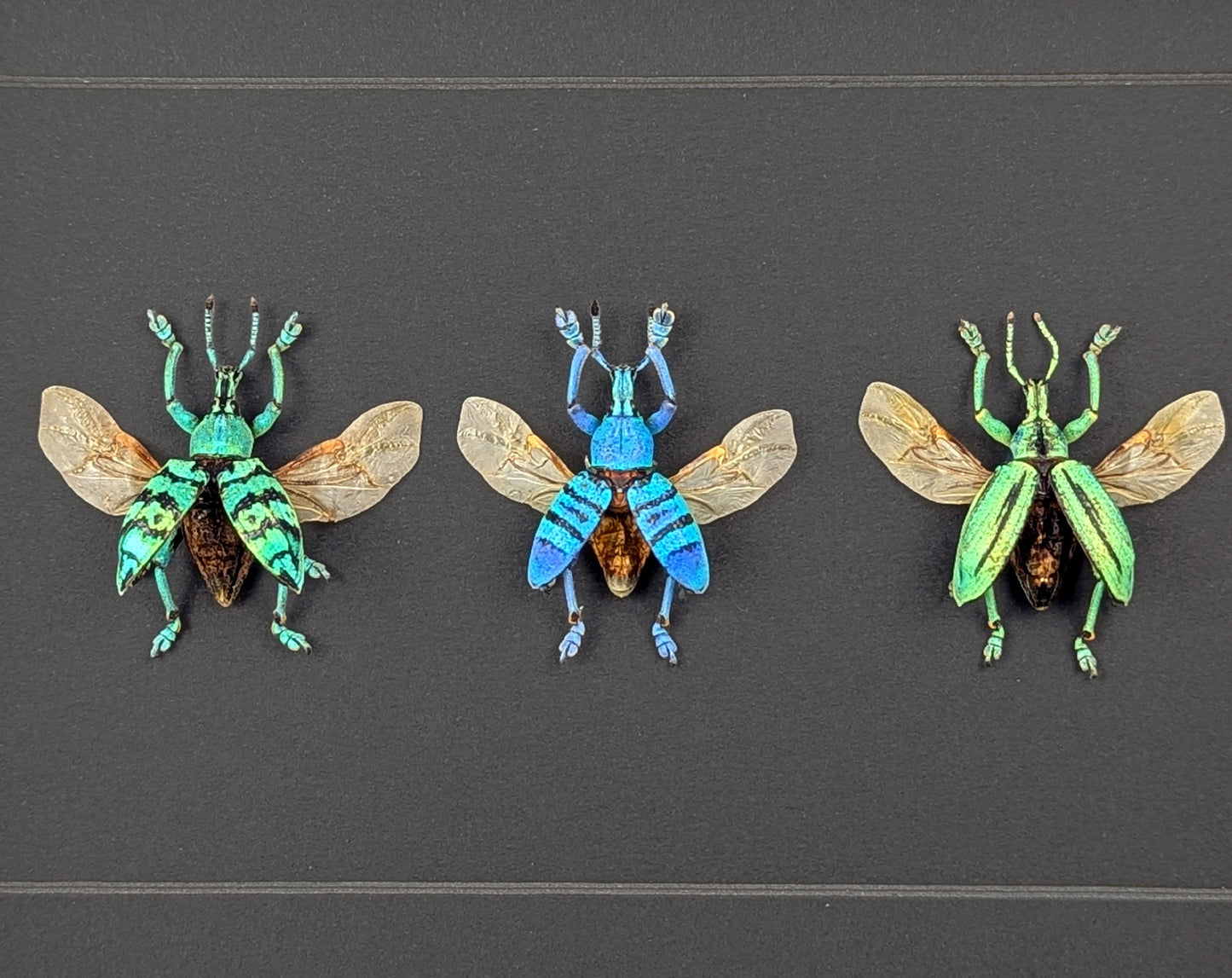 Eupholus TRIO, echte Käfer im Rahmen