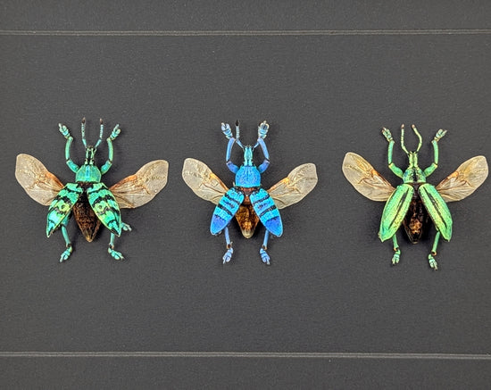 Eupholus TRIO, echte Käfer im Rahmen